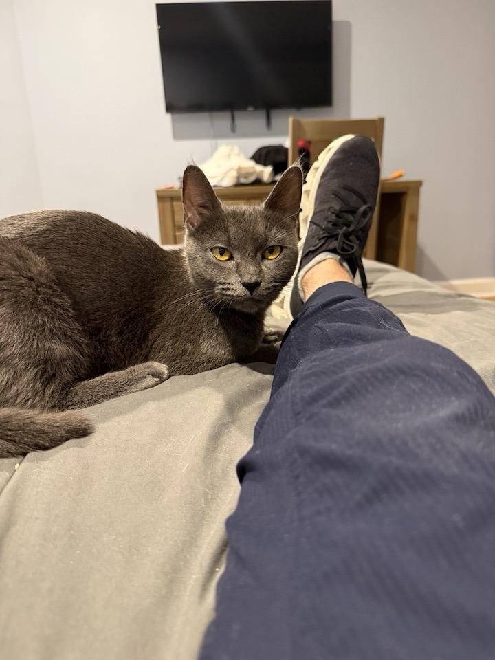 Enlarge Percy, a Adopted Domestic Short Hair in Montclair, NJ image 2/3