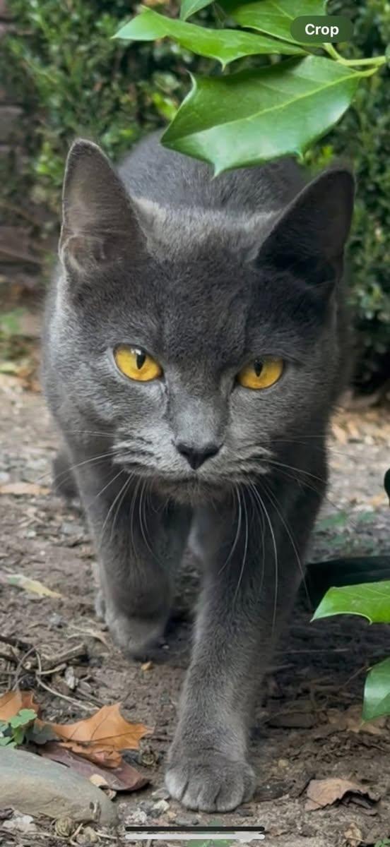 Enlarge Percy, a Adopted Domestic Short Hair in Montclair, NJ image 3/3