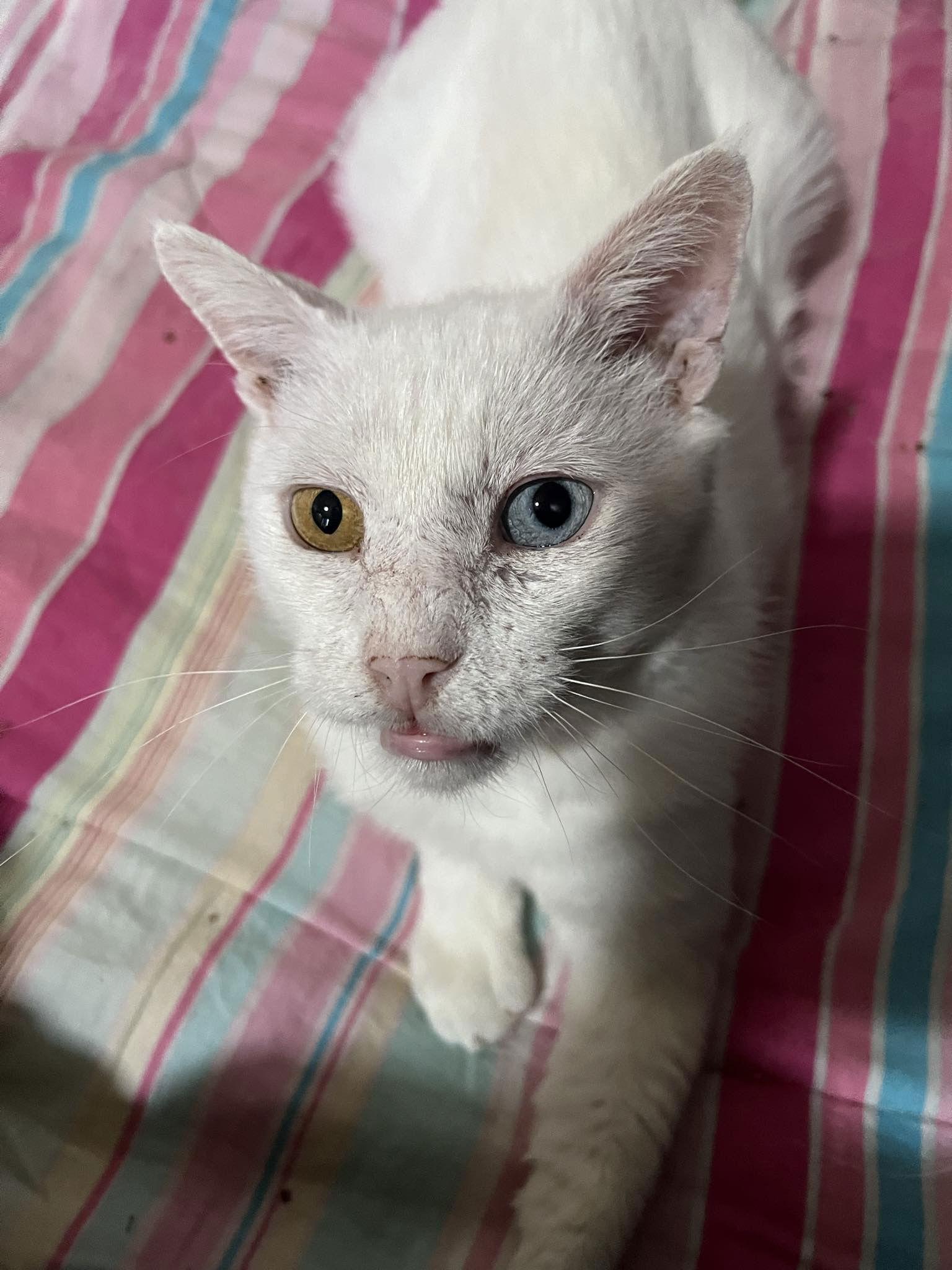 Spike, Adoptable, Adult Male Domestic Short Hair.