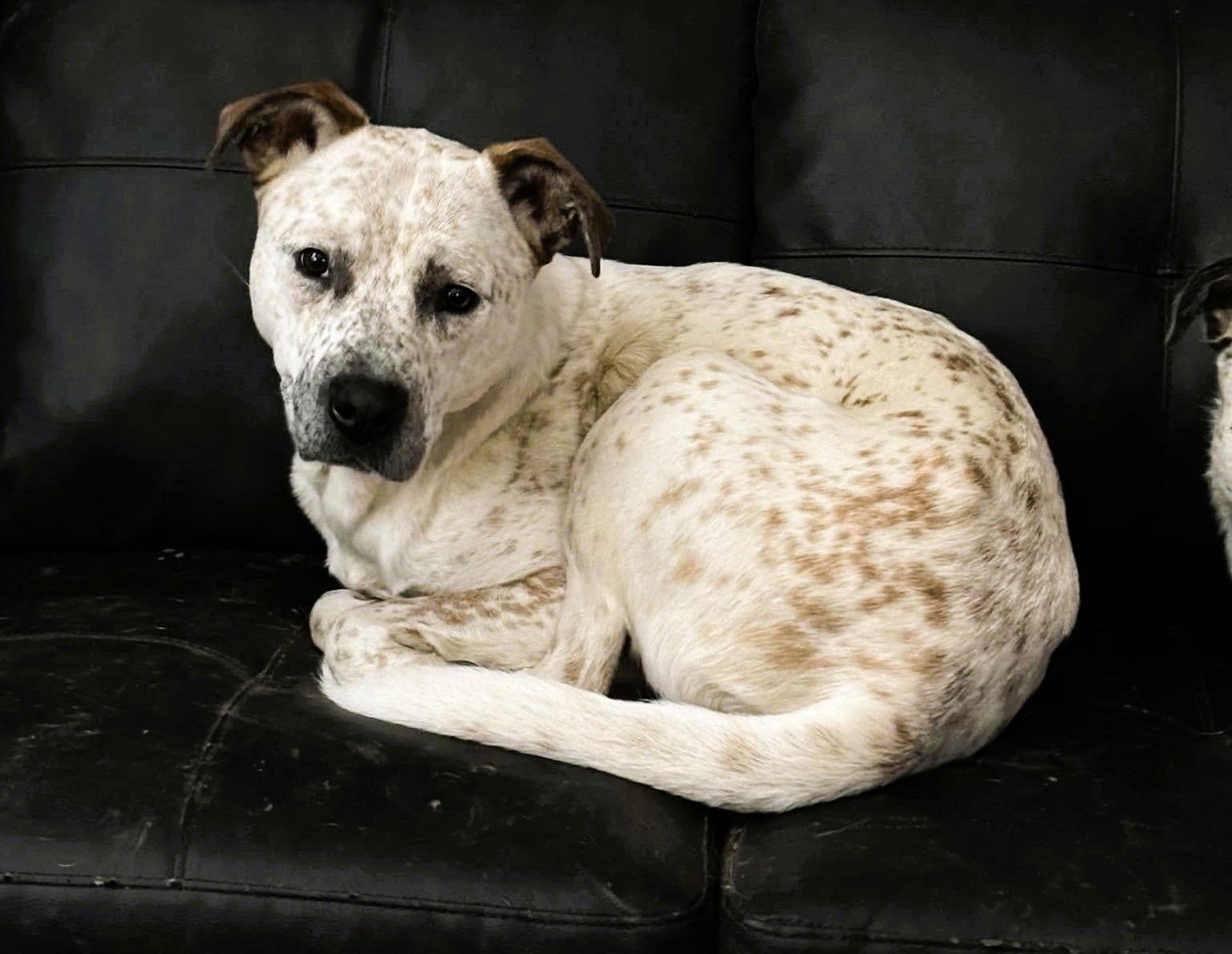 Copper, Adoptable, Young Male Mixed Breed.
