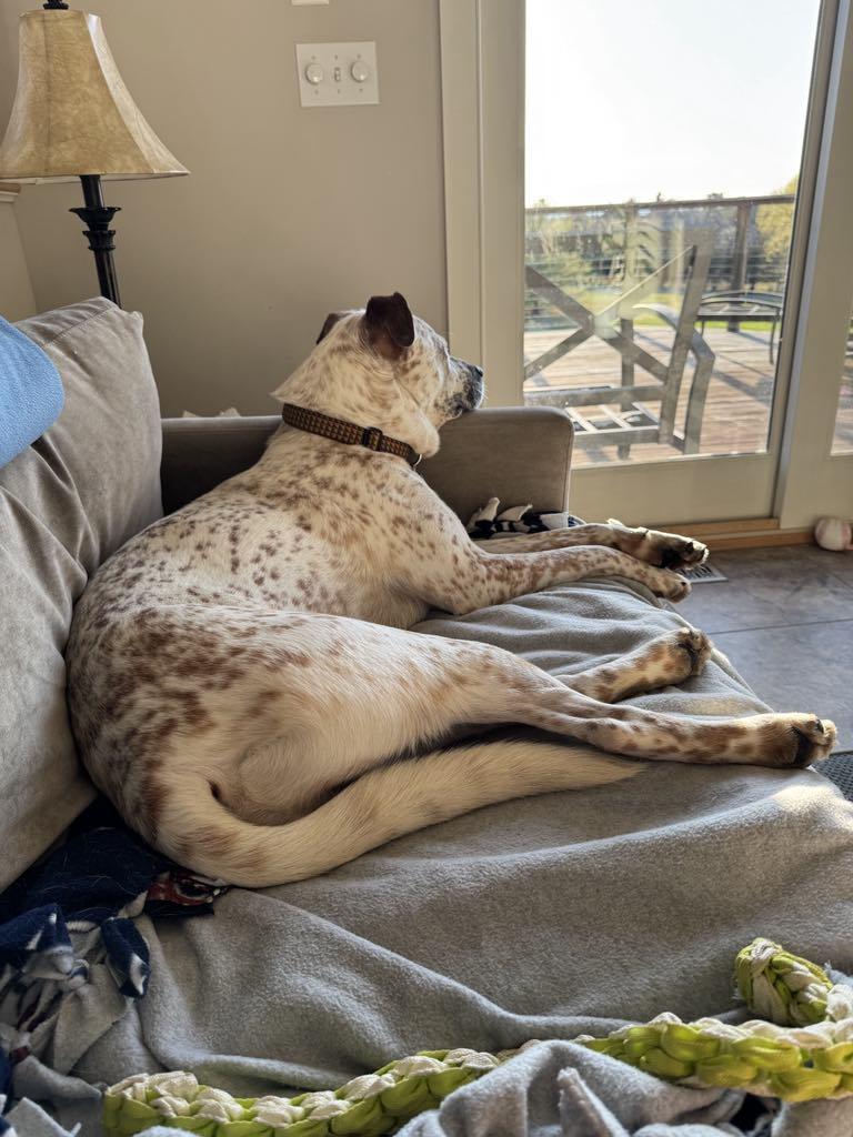 Copper, Adoptable, Young Male Mixed Breed.