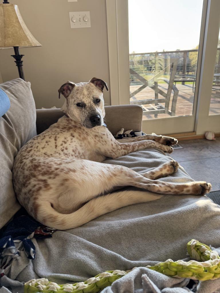 Enlarge Copper, a Adoptable Mixed Breed in Shelburne, VT image 3/3