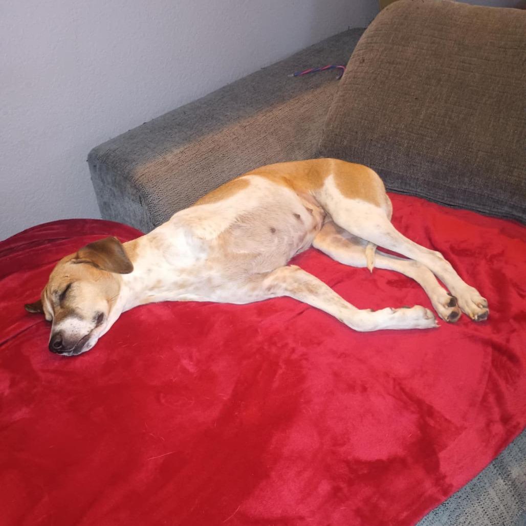 Enlarge Pinta, a Adoptable Mixed Breed in Englewood, FL image 1/6