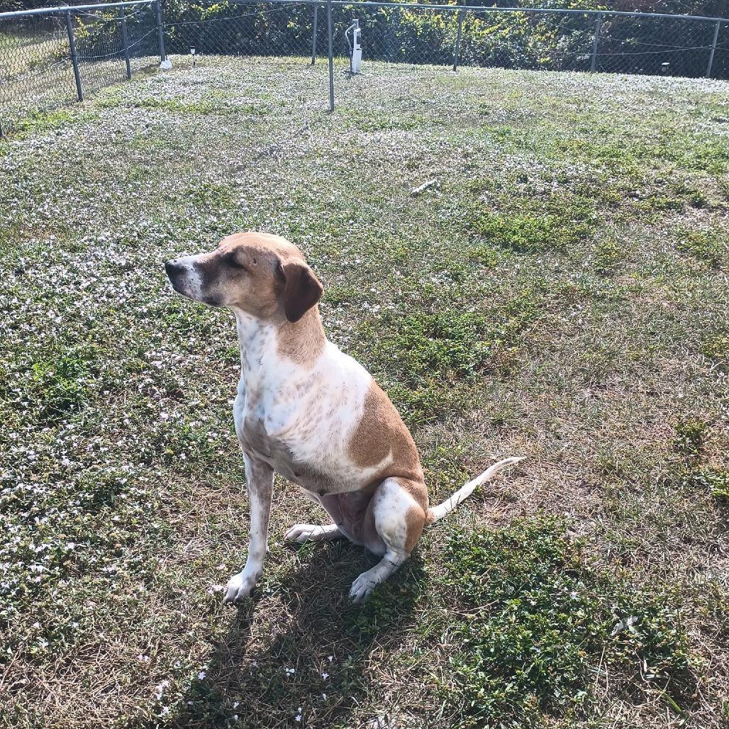 Enlarge Pinta, a Adoptable Mixed Breed in Englewood, FL image 2/6