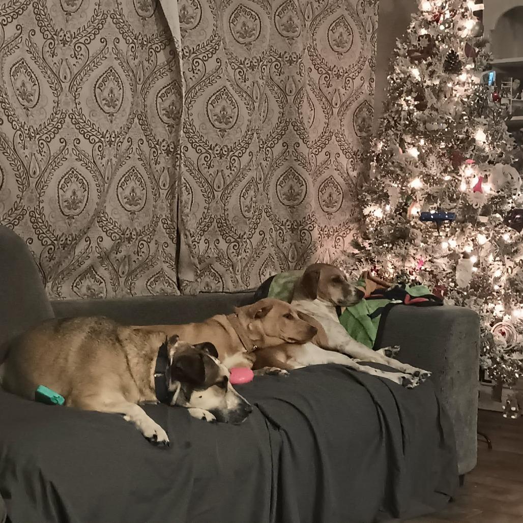 Enlarge Pinta, a Adoptable Mixed Breed in Englewood, FL image 3/6