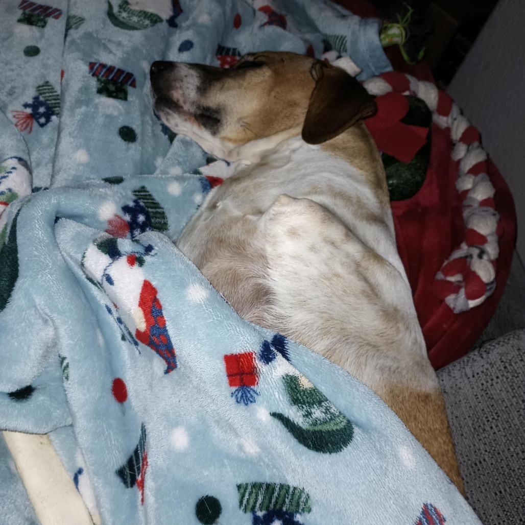 Enlarge Pinta, a Adoptable Mixed Breed in Englewood, FL image 5/6