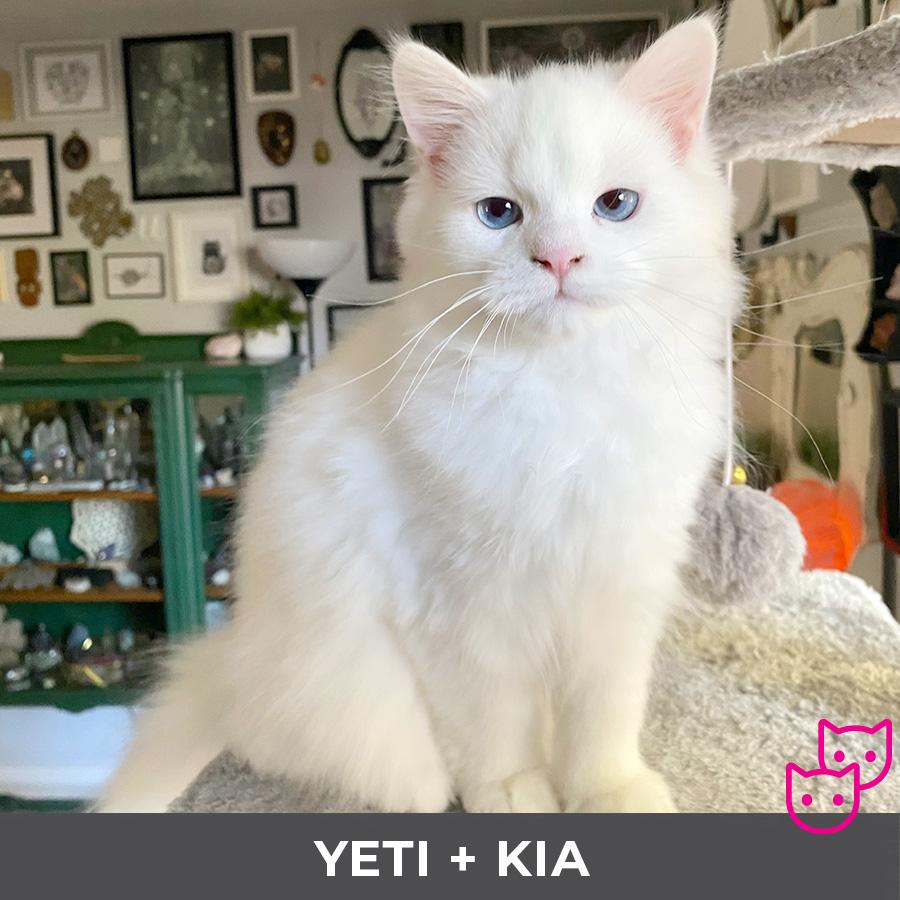 Yeti (bonded with Kia), Adoptable, Kitten Male Ragdoll.