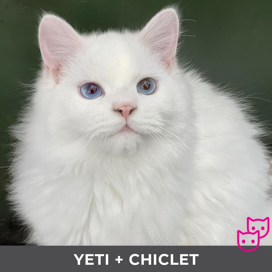 Enlarge Yeti (bonded with Chiclet), a Adoptable Ragdoll in Etobicoke, ON image 1/6