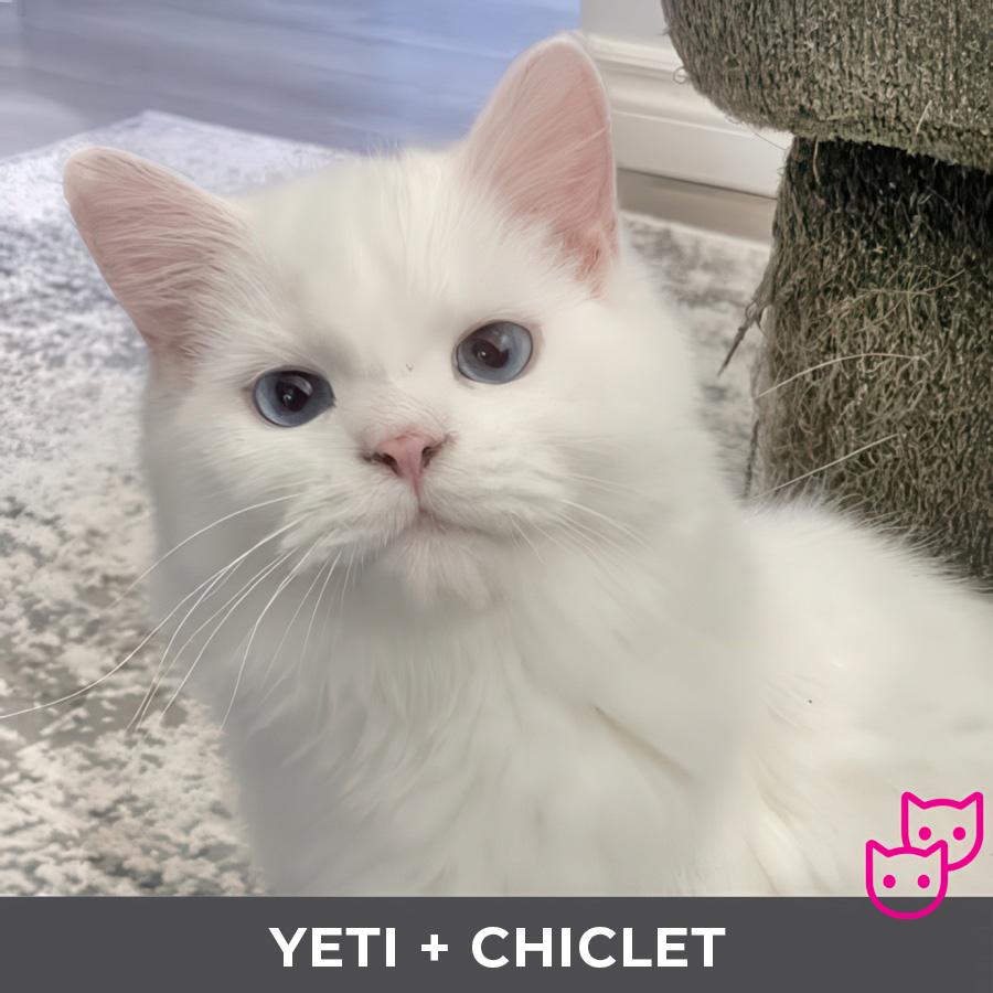 Enlarge Yeti (bonded with Chiclet), a Adoptable Ragdoll in Etobicoke, ON image 4/6