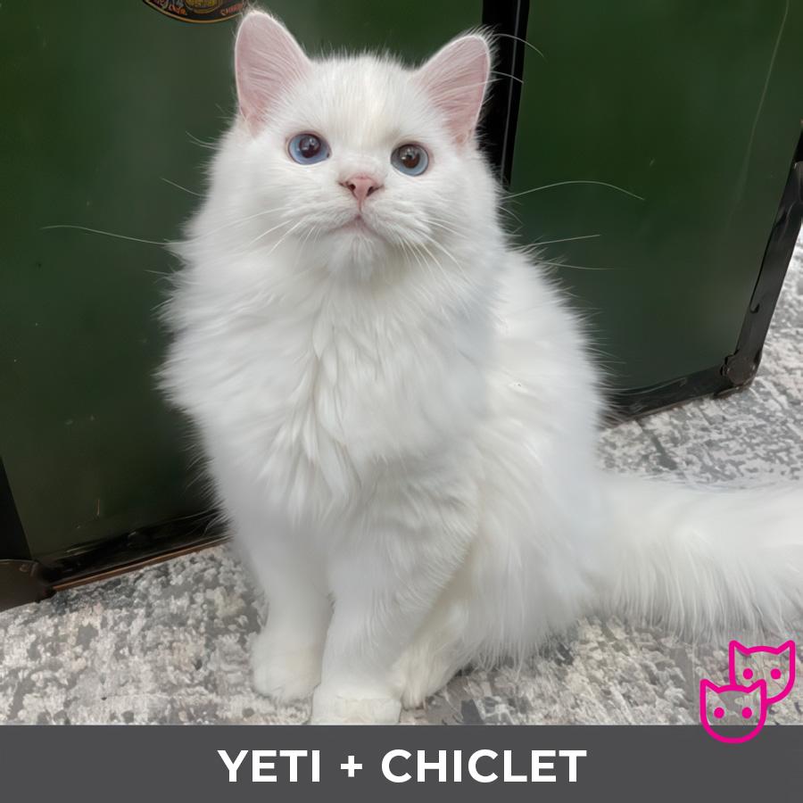 Enlarge Yeti (bonded with Chiclet), a Adoptable Ragdoll in Etobicoke, ON image 5/6