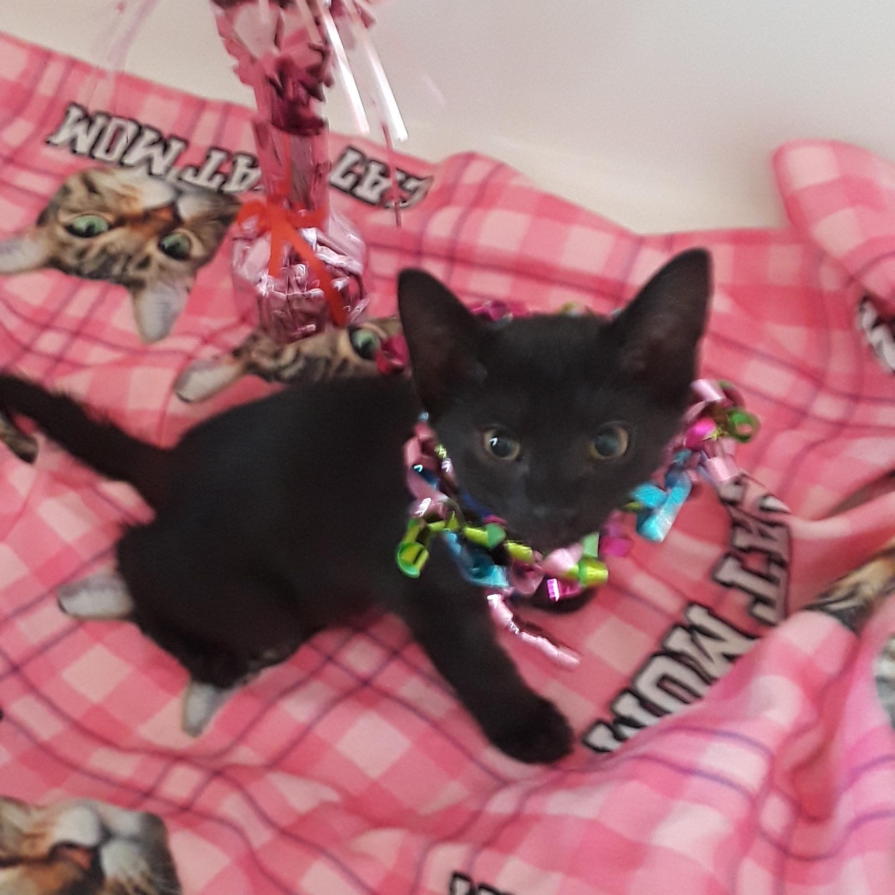 miss americana F 2lb blk green eyes, ADOPTABLE, Kitten Female Domestic Short Hair.