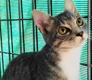Enlarge Esme, a Adoptable Tabby in Frankston, TX image 1/6
