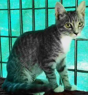 Enlarge Esme, a Adoptable Tabby in Frankston, TX image 2/6