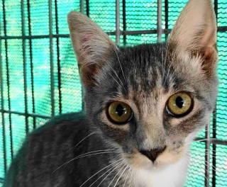Enlarge Esme, a Adoptable Tabby in Frankston, TX image 3/6