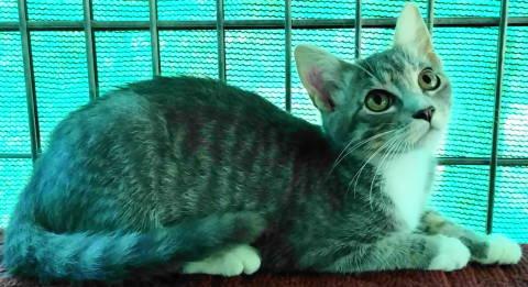 Enlarge Esme, a Adoptable Tabby in Frankston, TX image 4/6