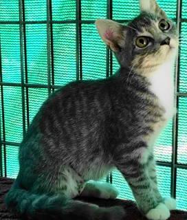 Enlarge Esme, a Adoptable Tabby in Frankston, TX image 5/6