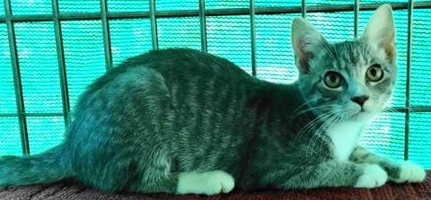 Enlarge Esme, a Adoptable Tabby in Frankston, TX image 6/6