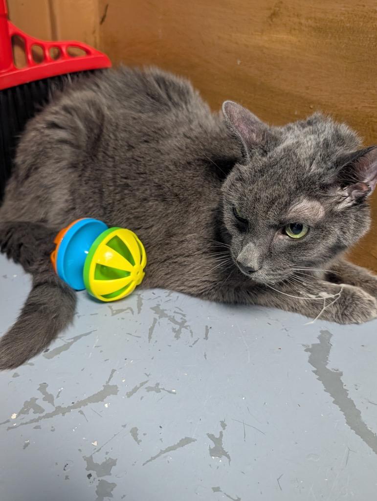 Bumper, Adoptable, Adult Male Domestic Short Hair.