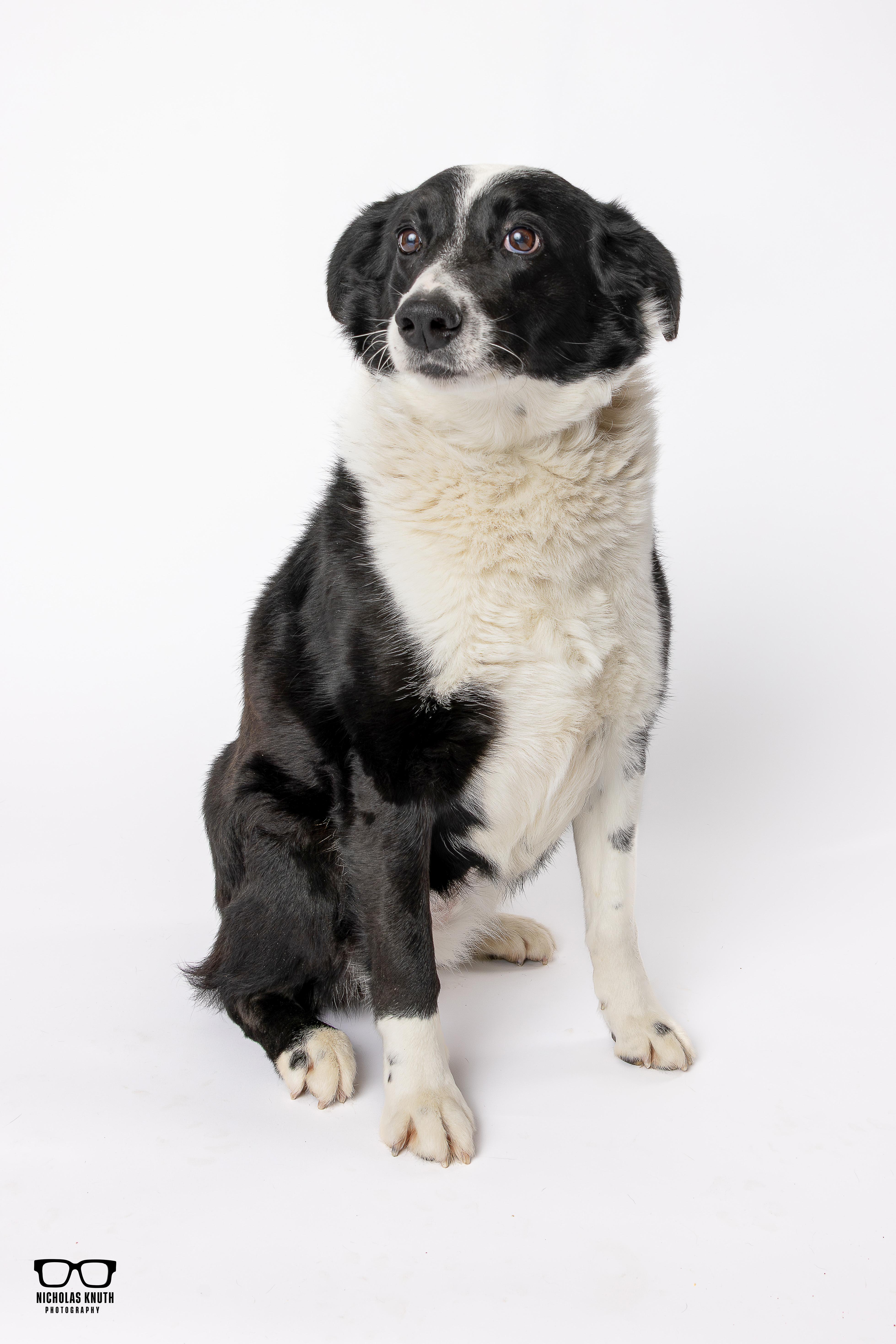 Enlarge Tessa, a ADOPTABLE mixed breed in Palatine, IL image 6/6