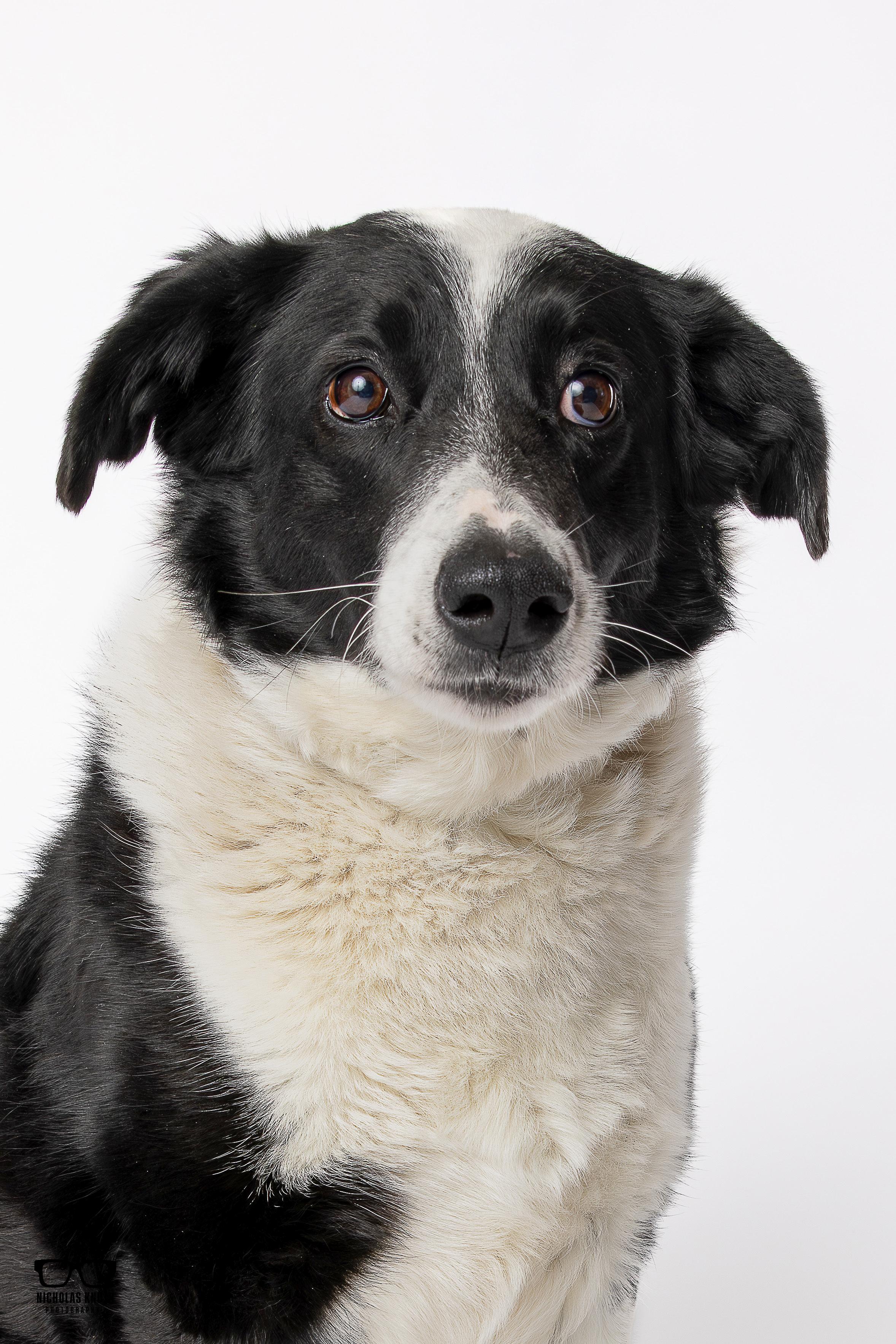 Enlarge Tessa, a ADOPTABLE mixed breed in Palatine, IL image 1/6