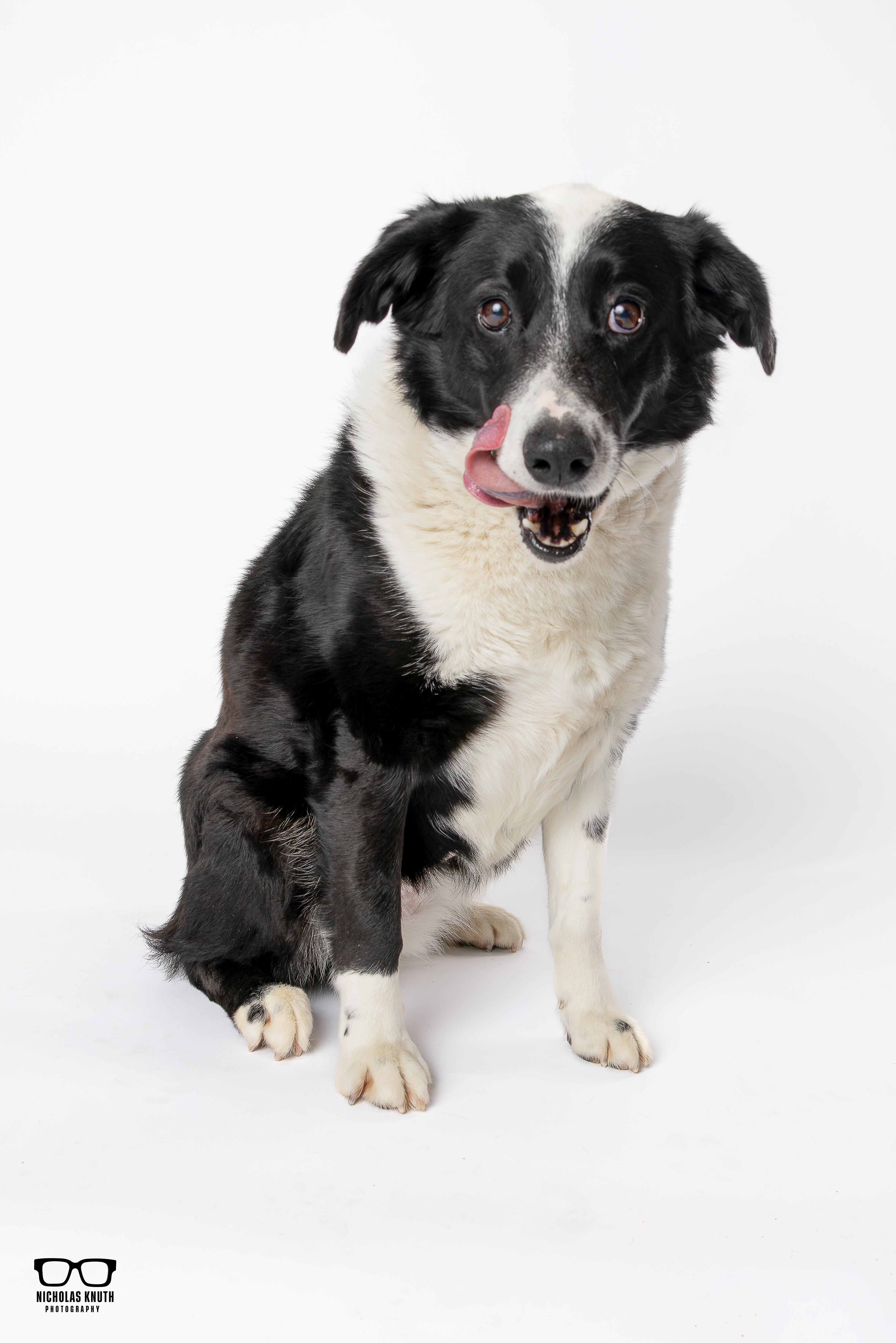 Enlarge Tessa, a ADOPTABLE mixed breed in Palatine, IL image 3/6