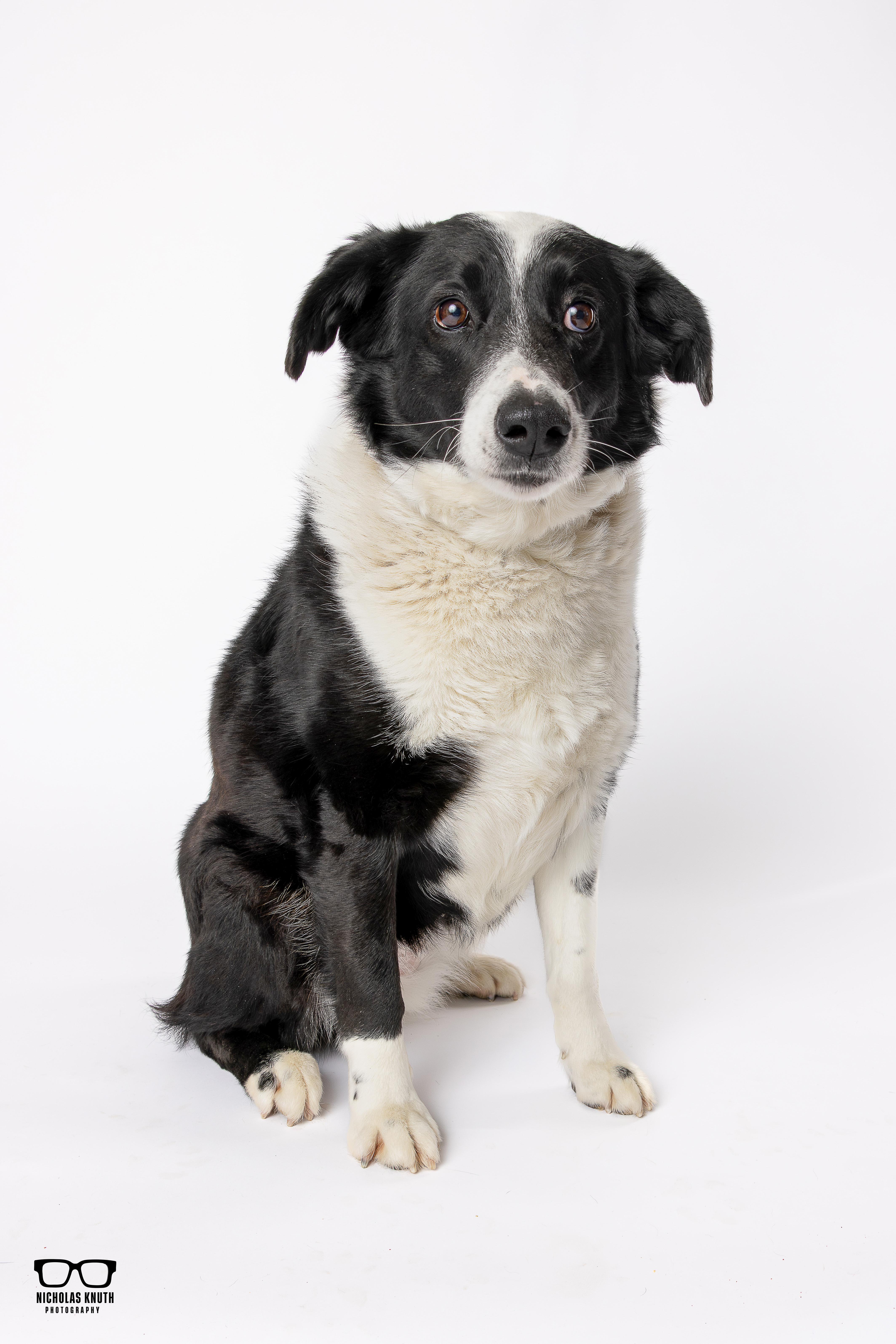 Enlarge Tessa, a ADOPTABLE mixed breed in Palatine, IL image 5/6
