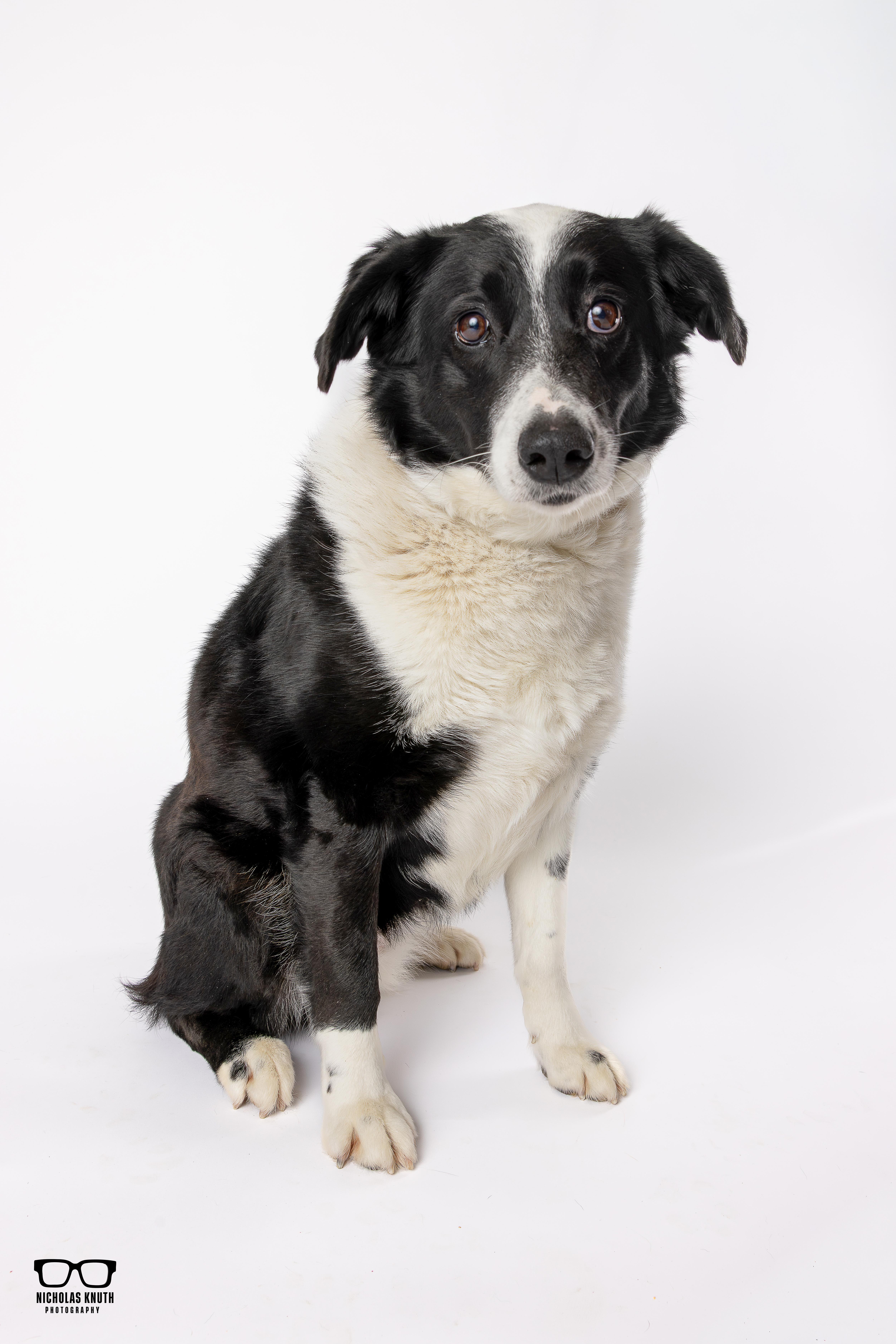 Enlarge Tessa, a ADOPTABLE mixed breed in Palatine, IL image 2/6