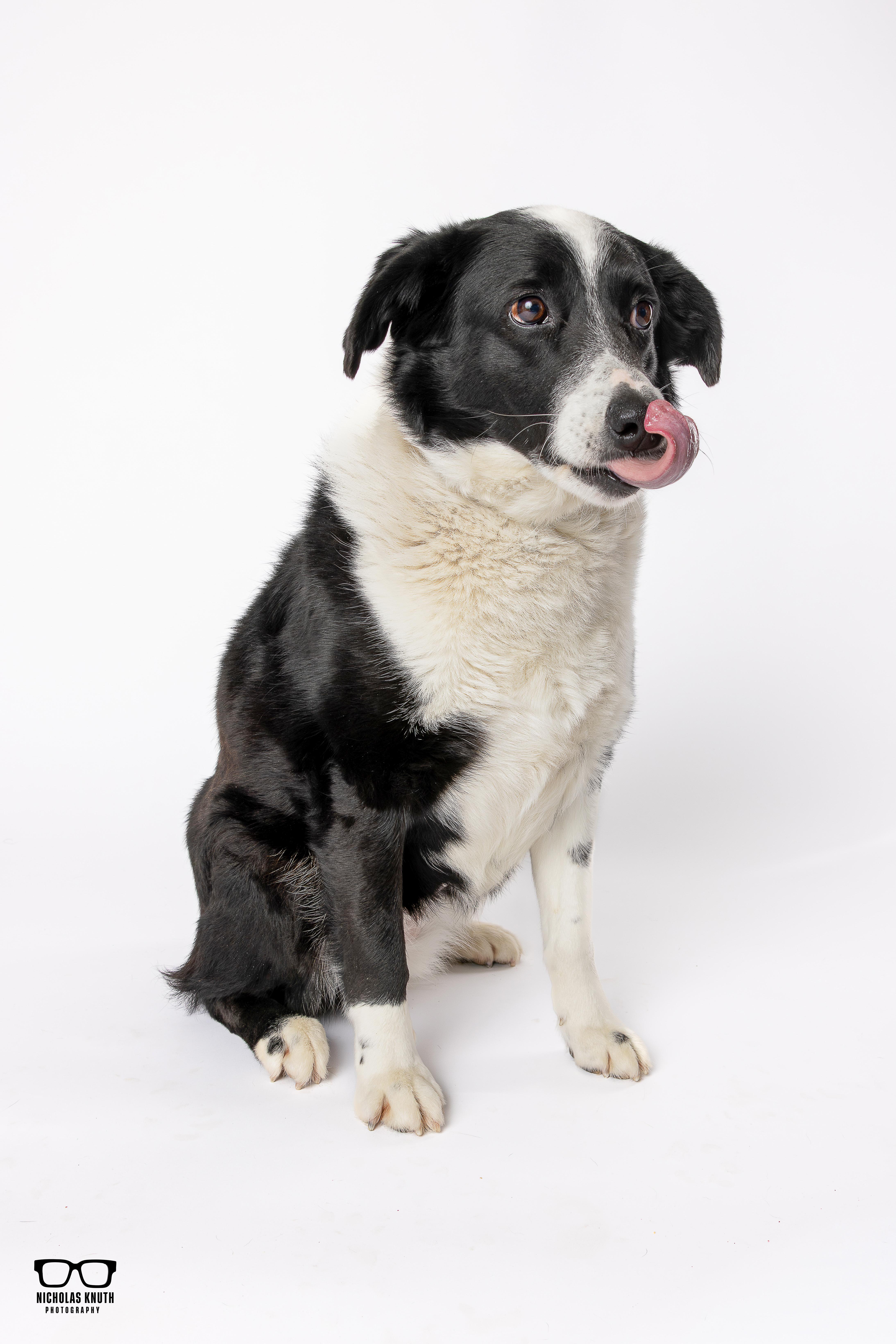 Enlarge Tessa, a ADOPTABLE mixed breed in Palatine, IL image 4/6