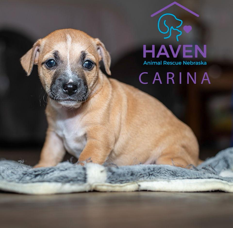 Carina, Adoptable, Puppy Female Dachshund & Terrier.