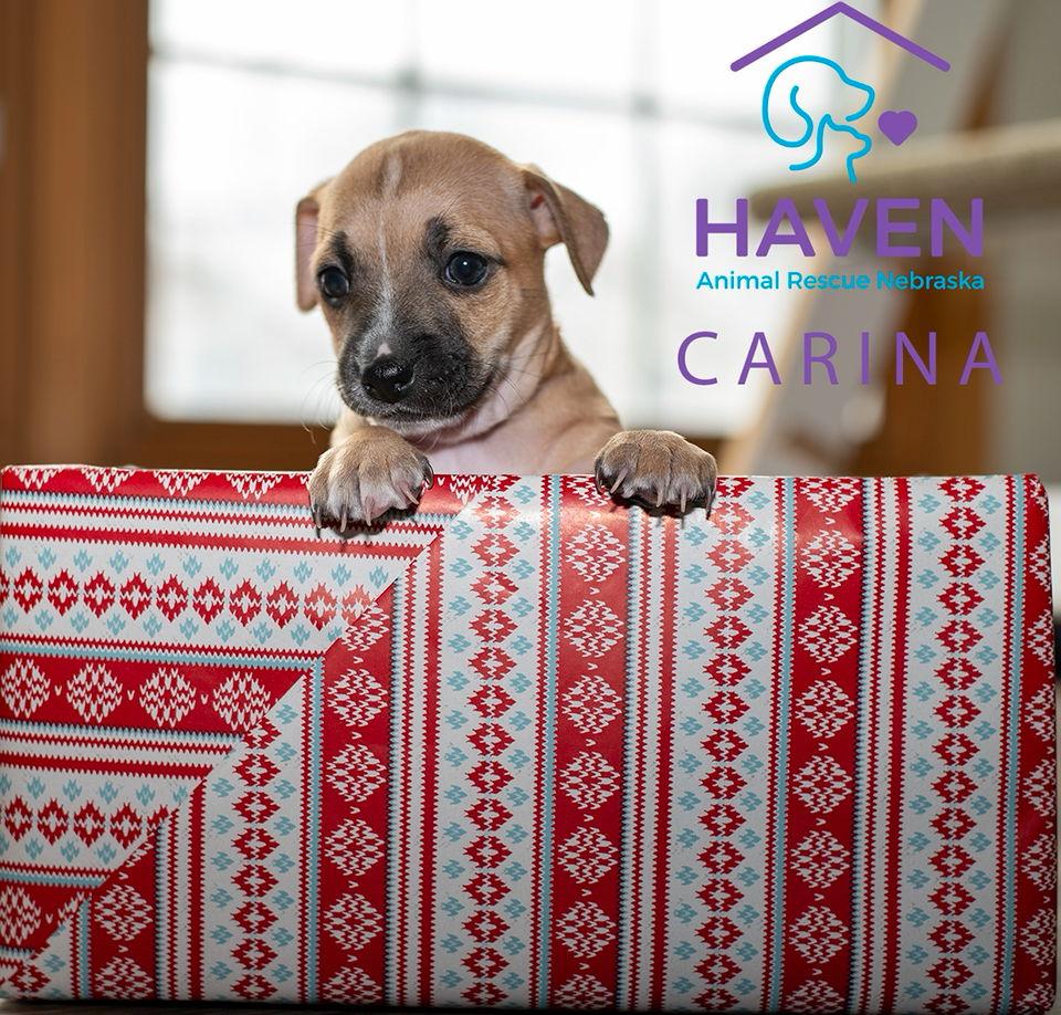 Enlarge Carina, a Adoptable mixed breed in Omaha, NE image 2/2