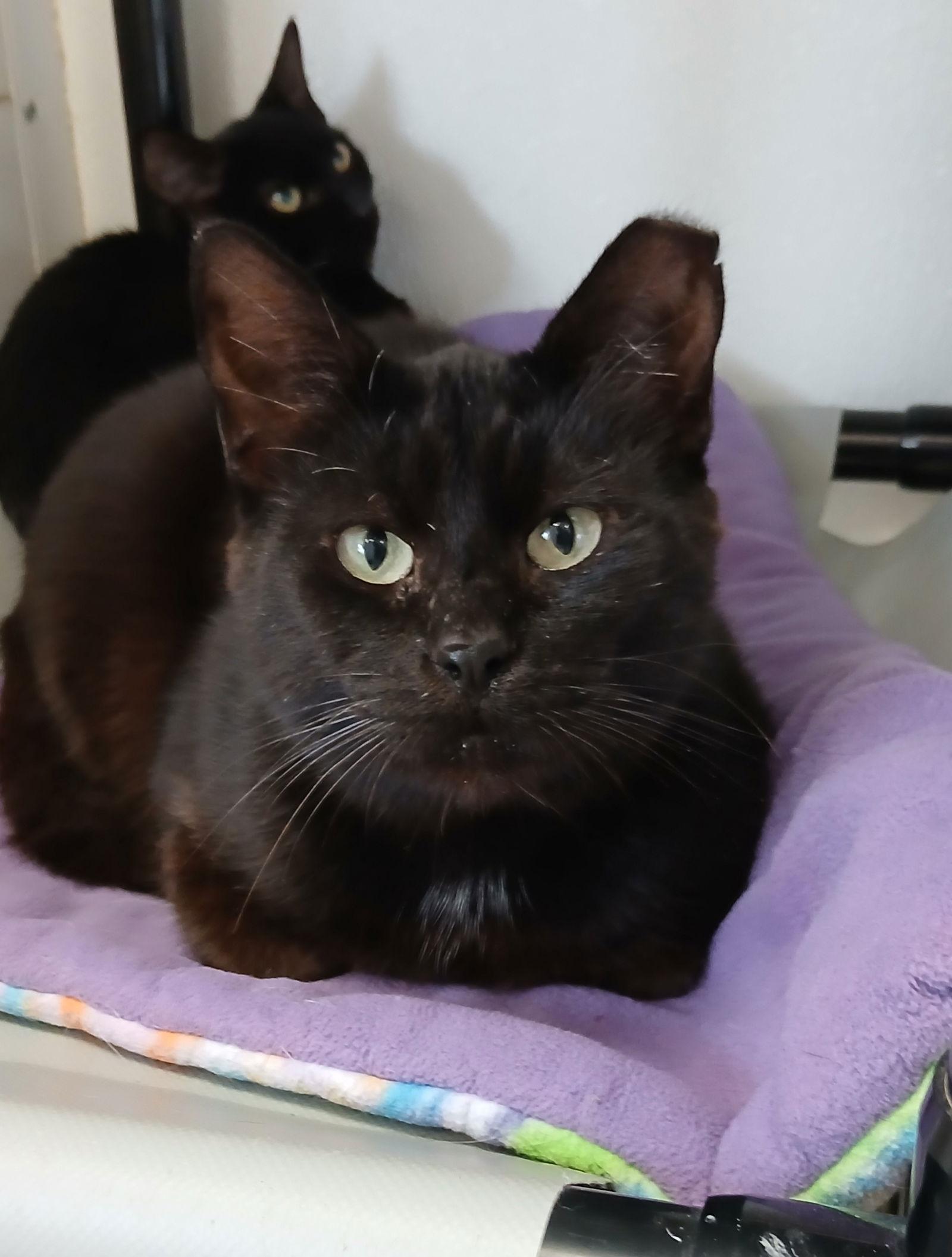 Enlarge Burberry, a Adoptable Domestic Short Hair in Bay City, MI image 1/1