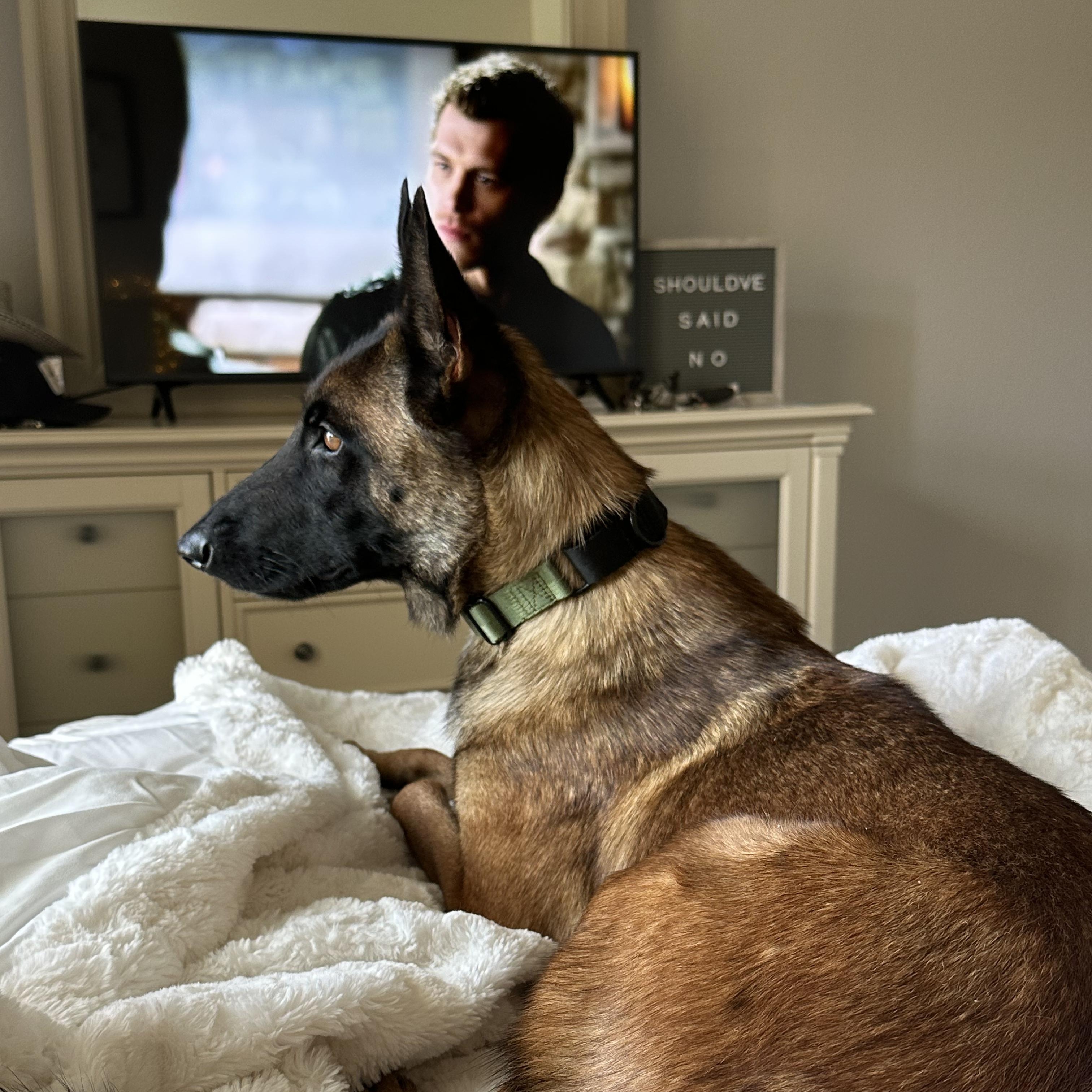 Montana, a Adoptable Belgian Shepherd / Malinois in Portland, OR image 3/5