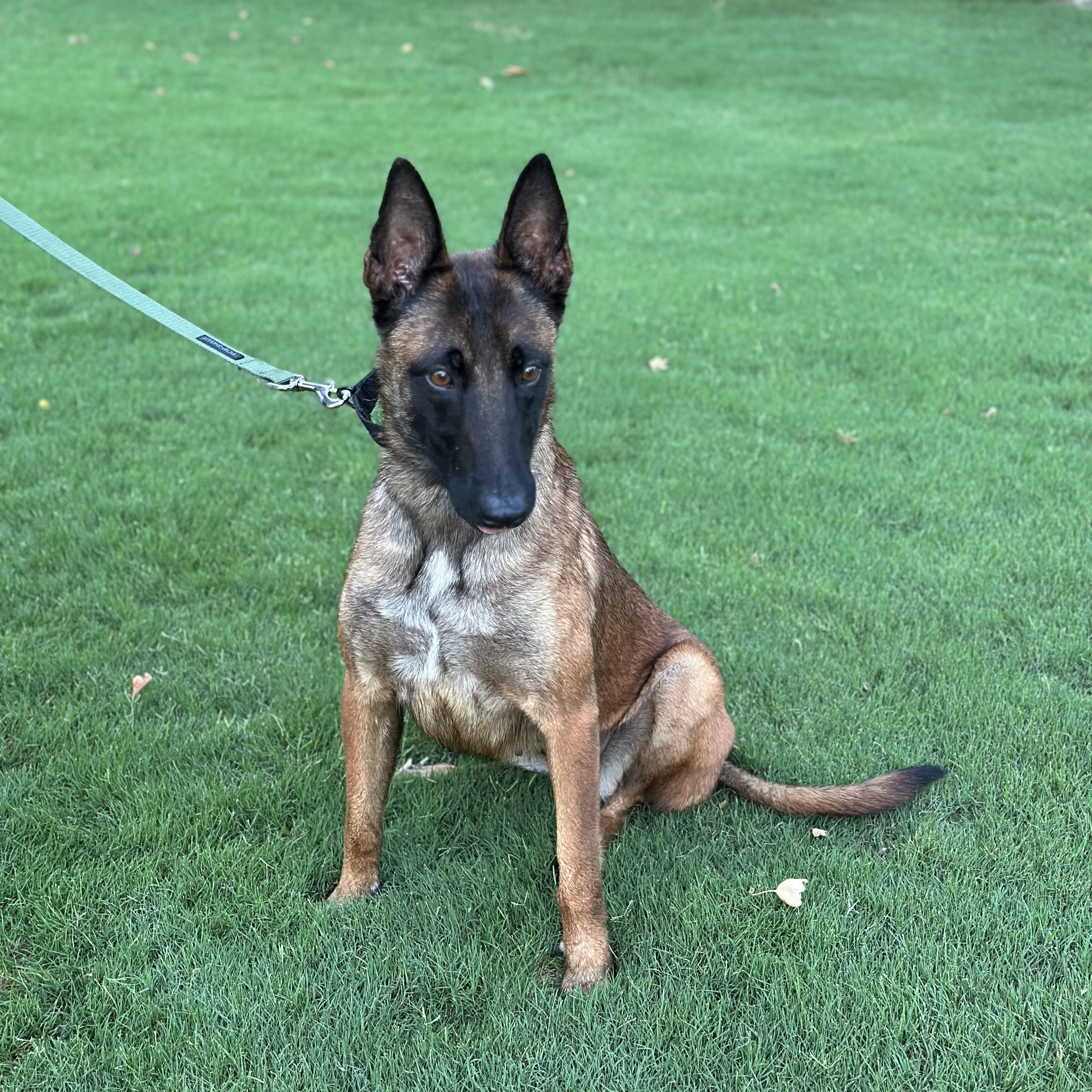 Montana, a Adoptable Belgian Shepherd / Malinois in Portland, OR image 2/5