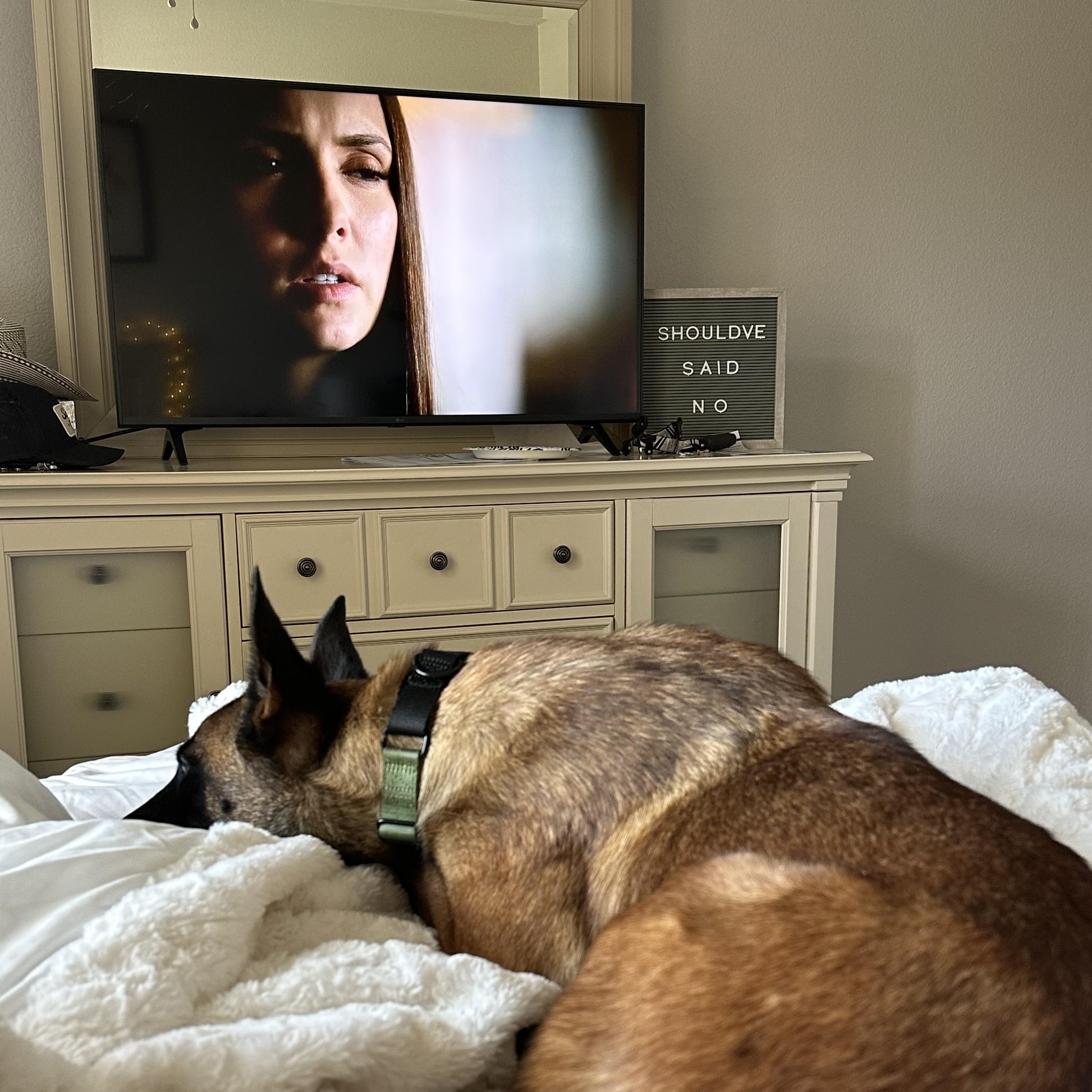 Montana, a Adoptable Belgian Shepherd / Malinois in Portland, OR image 4/5