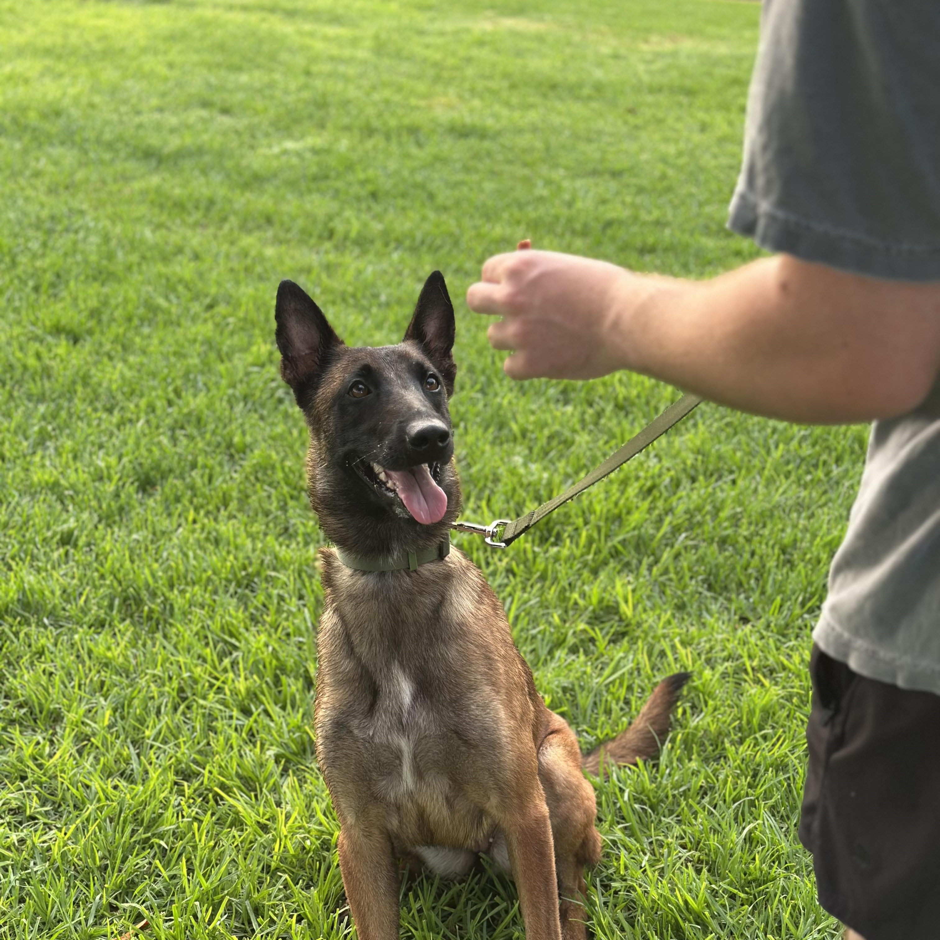 Montana, Adoptable, Young Female Belgian Shepherd / Malinois.