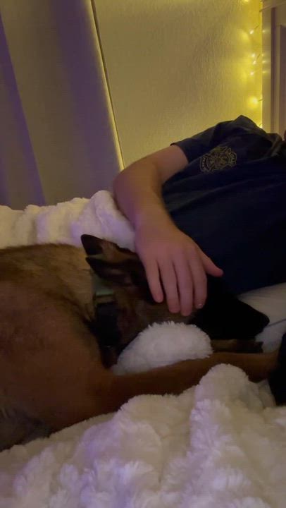 Enlarge Montana, a Adoptable Belgian Shepherd / Malinois in Portland, OR video 5/5