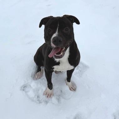 Quincy, Adoptable, Adult Male Pit Bull Terrier.