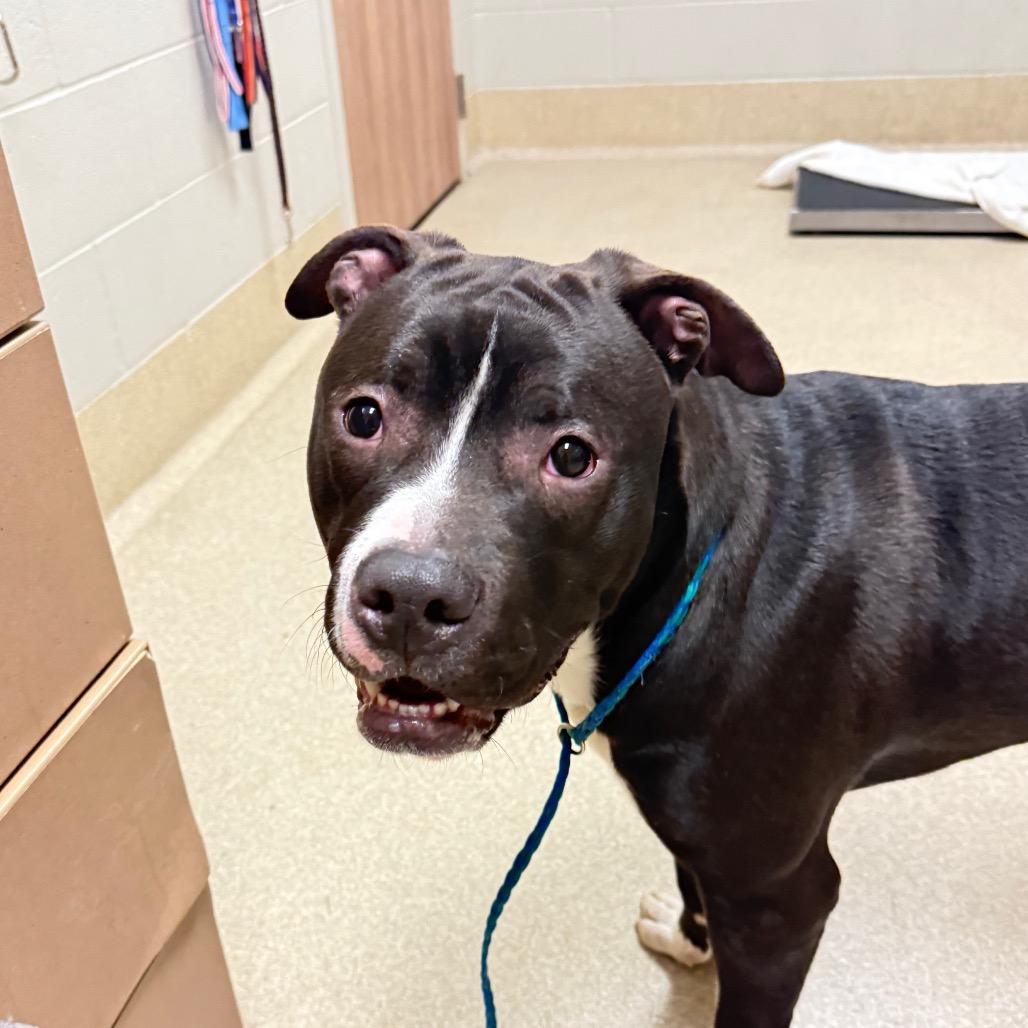 Enlarge Quincy, a Adoptable mixed breed in Bristol, IN image 2/3