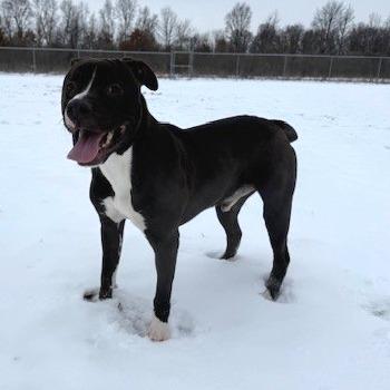 Enlarge Quincy, a Adoptable mixed breed in Bristol, IN image 3/3