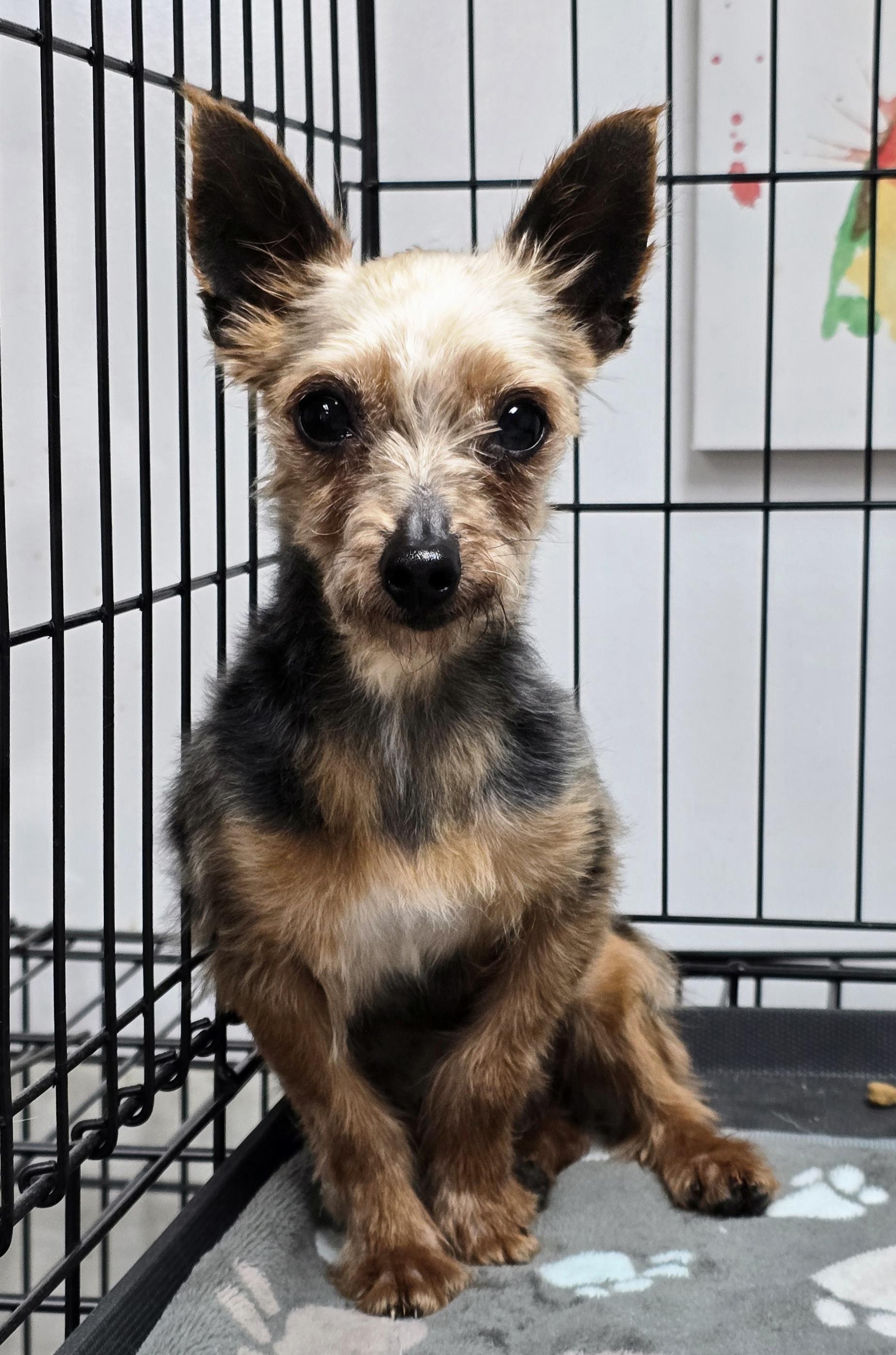 Enlarge Arthur , a ADOPTABLE Yorkshire Terrier in LaGrange, IN image 5/6