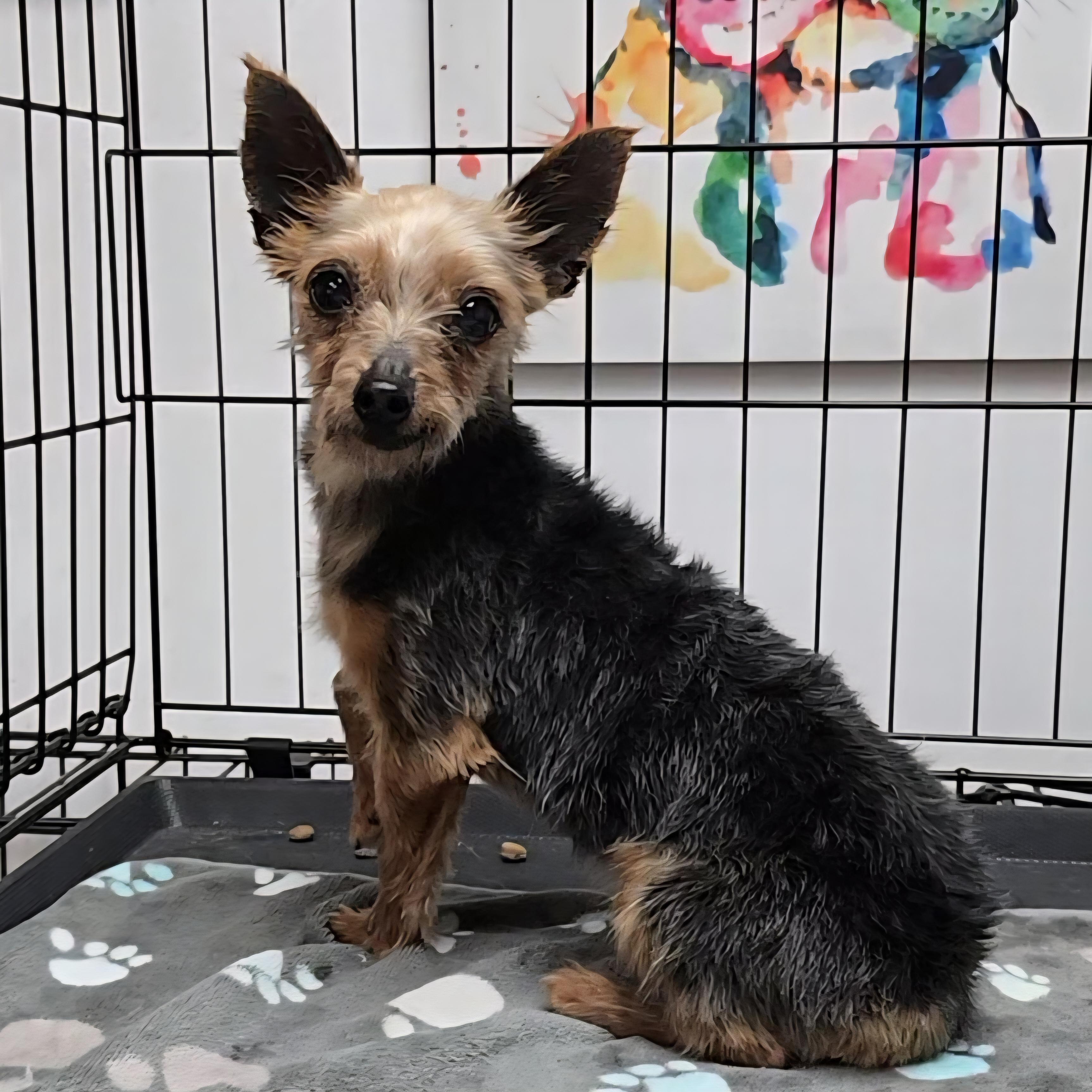 Enlarge Arthur , a ADOPTABLE Yorkshire Terrier in LaGrange, IN image 4/6