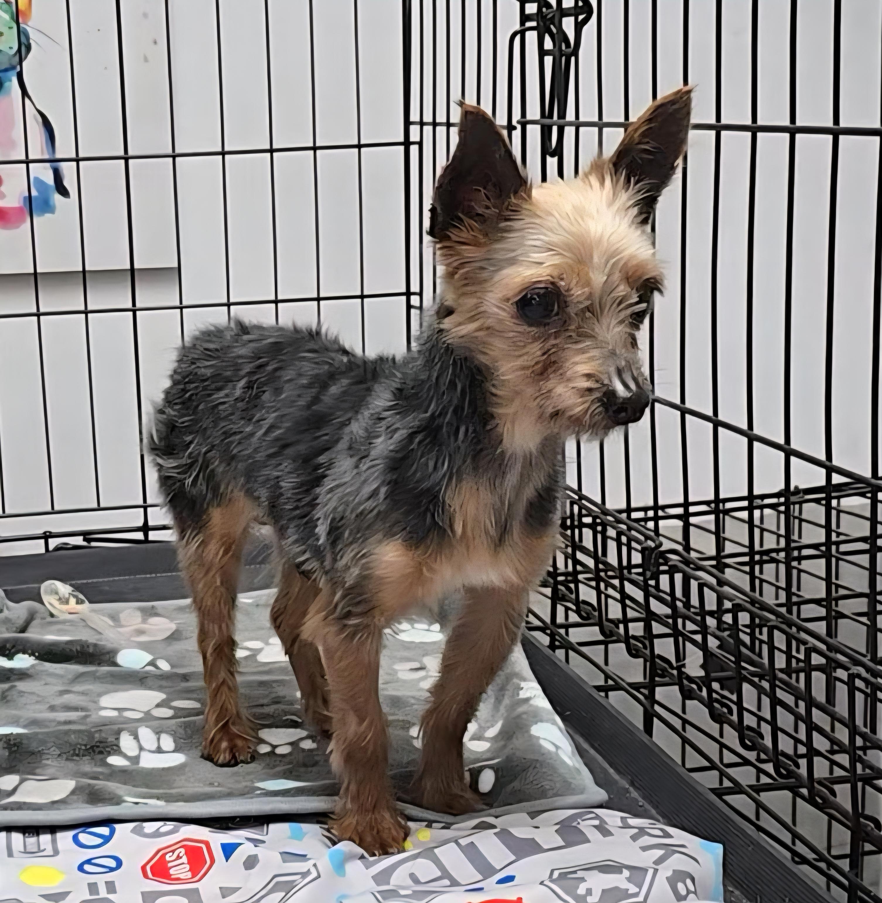 Enlarge Arthur , a ADOPTABLE Yorkshire Terrier in LaGrange, IN image 2/6