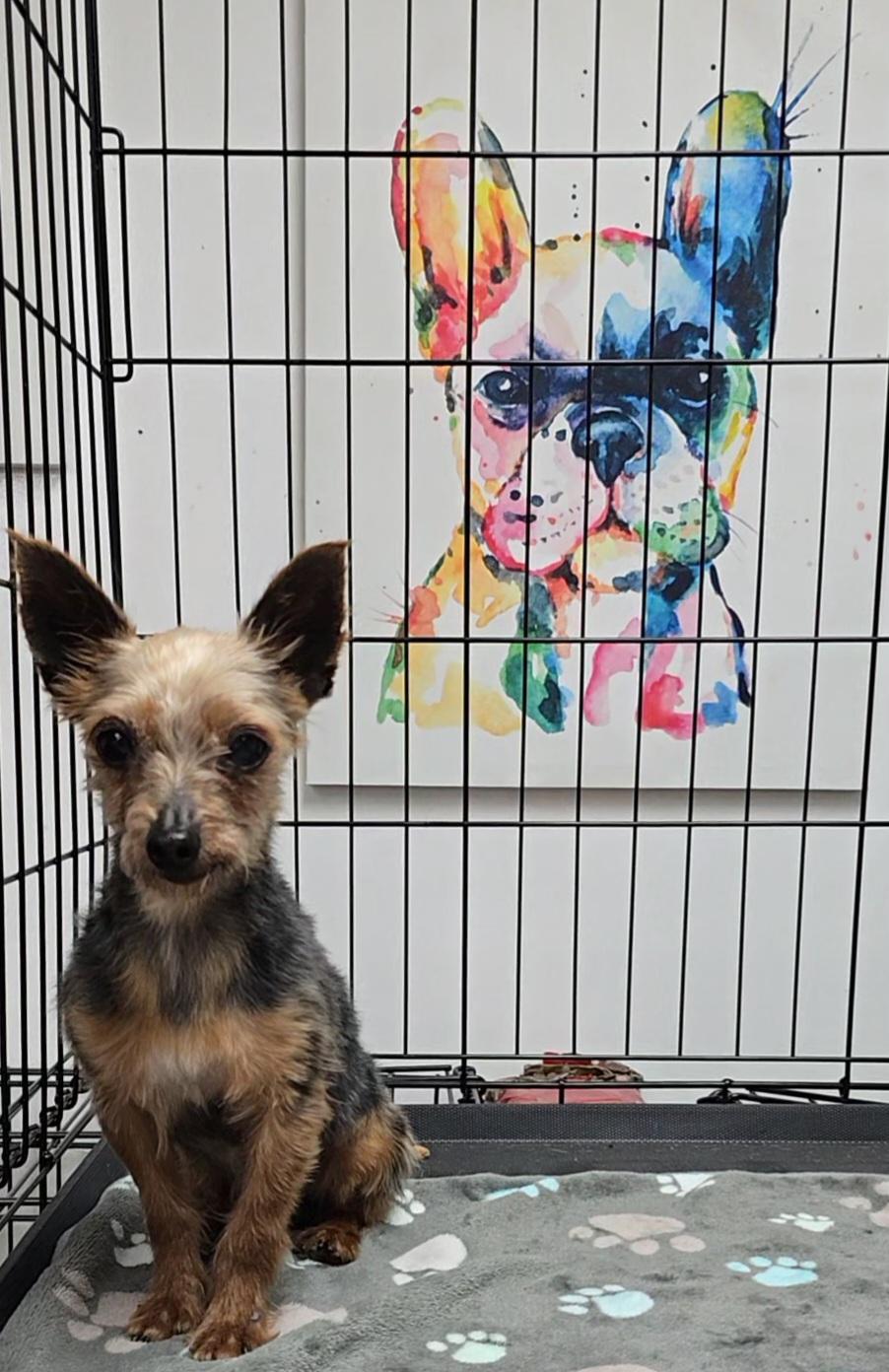 Enlarge Arthur , a ADOPTABLE Yorkshire Terrier in LaGrange, IN image 1/6