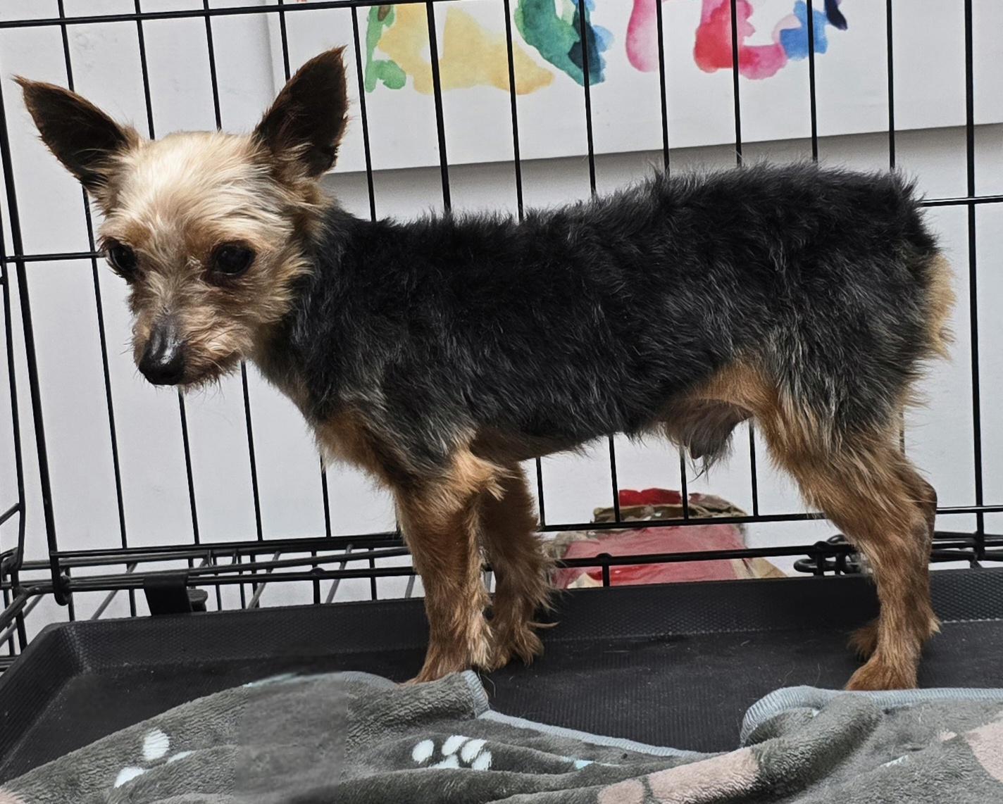 Enlarge Arthur , a ADOPTABLE Yorkshire Terrier in LaGrange, IN image 6/6