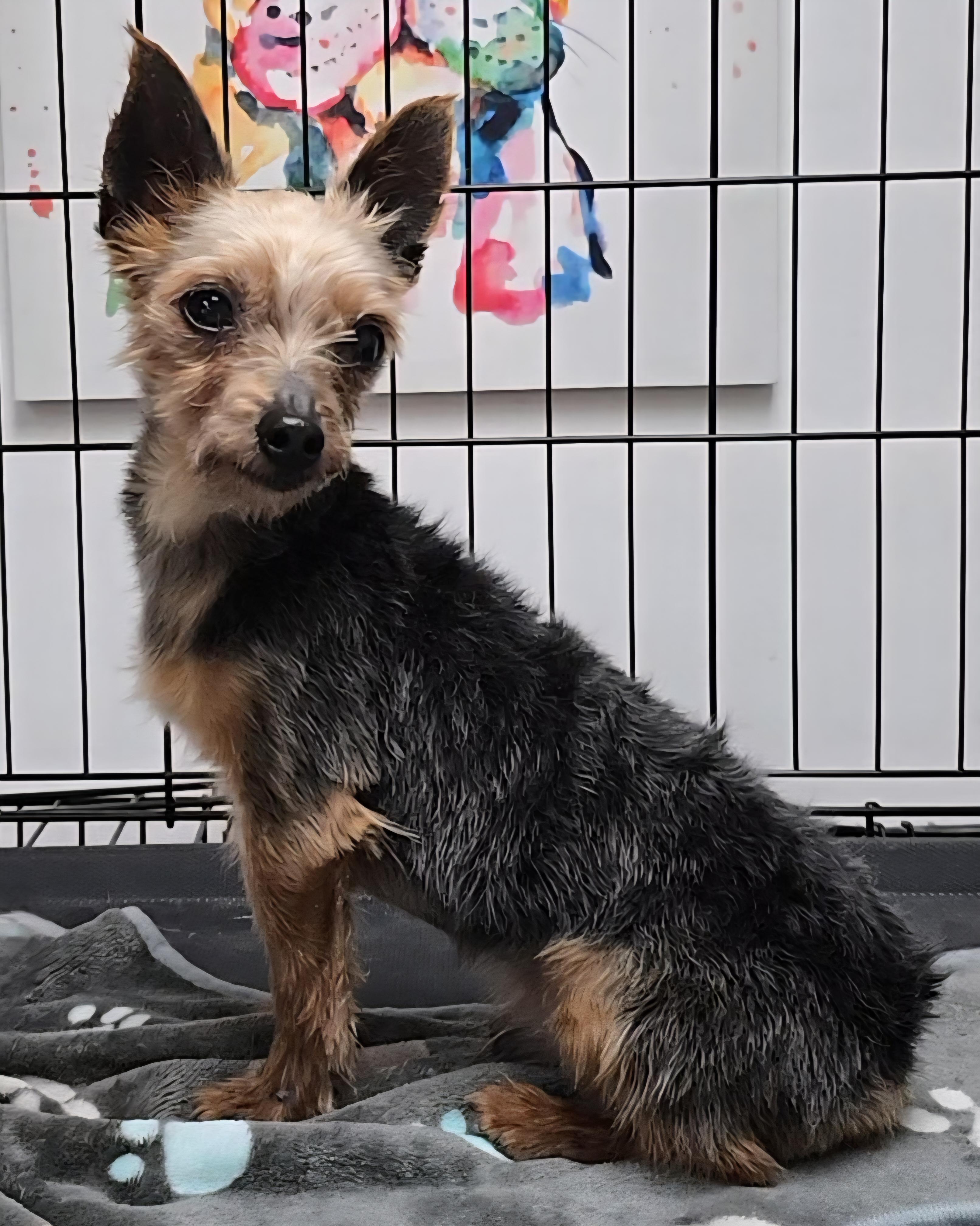 Enlarge Arthur , a ADOPTABLE Yorkshire Terrier in LaGrange, IN image 3/6
