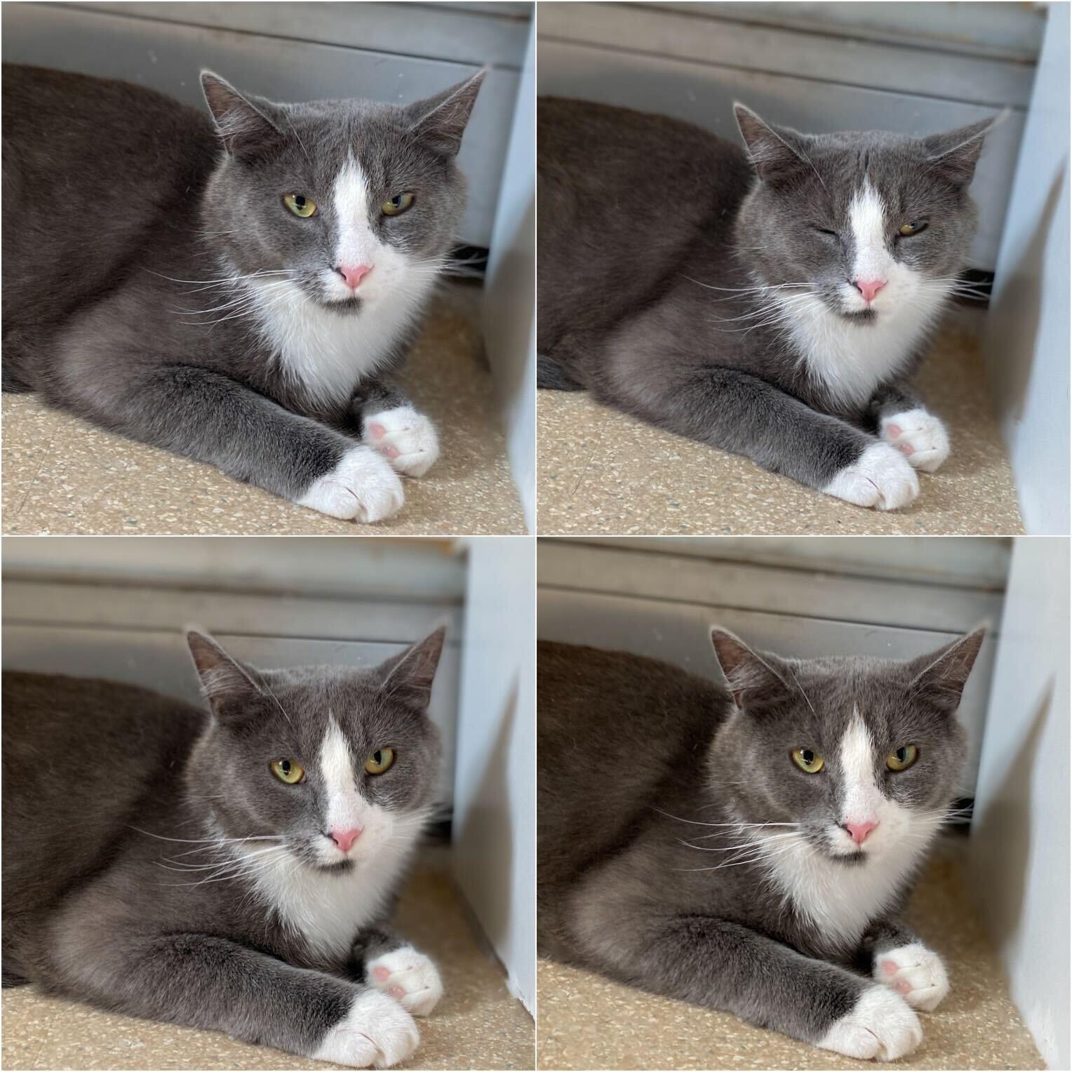 Bundle, an adoptable Domestic Short Hair in Salisbury, MA, 01952 | Photo Image 1