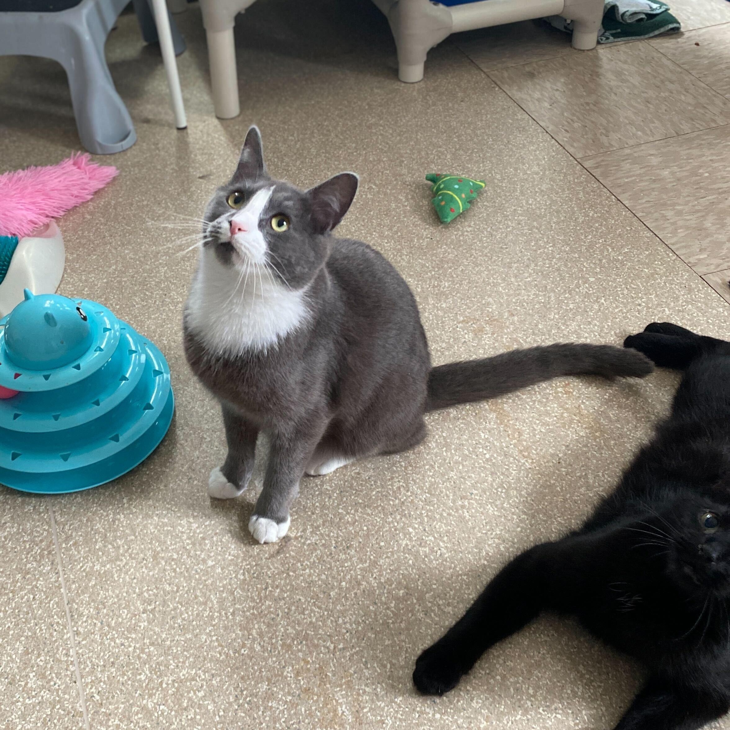 Bundle, an adoptable Domestic Short Hair in Salisbury, MA, 01952 | Photo Image 2