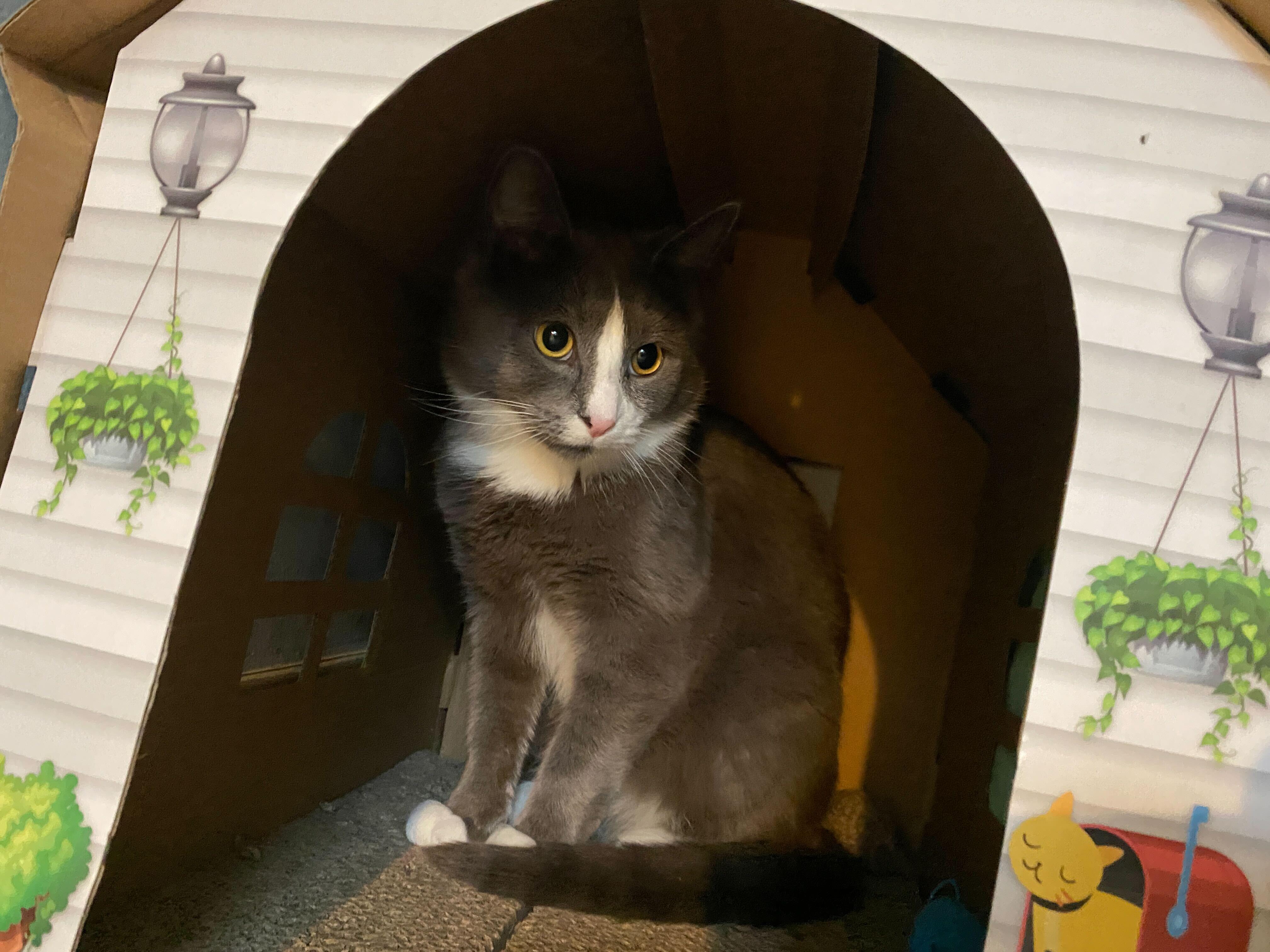 Bundle, an adoptable Domestic Short Hair in Salisbury, MA, 01952 | Photo Image 3