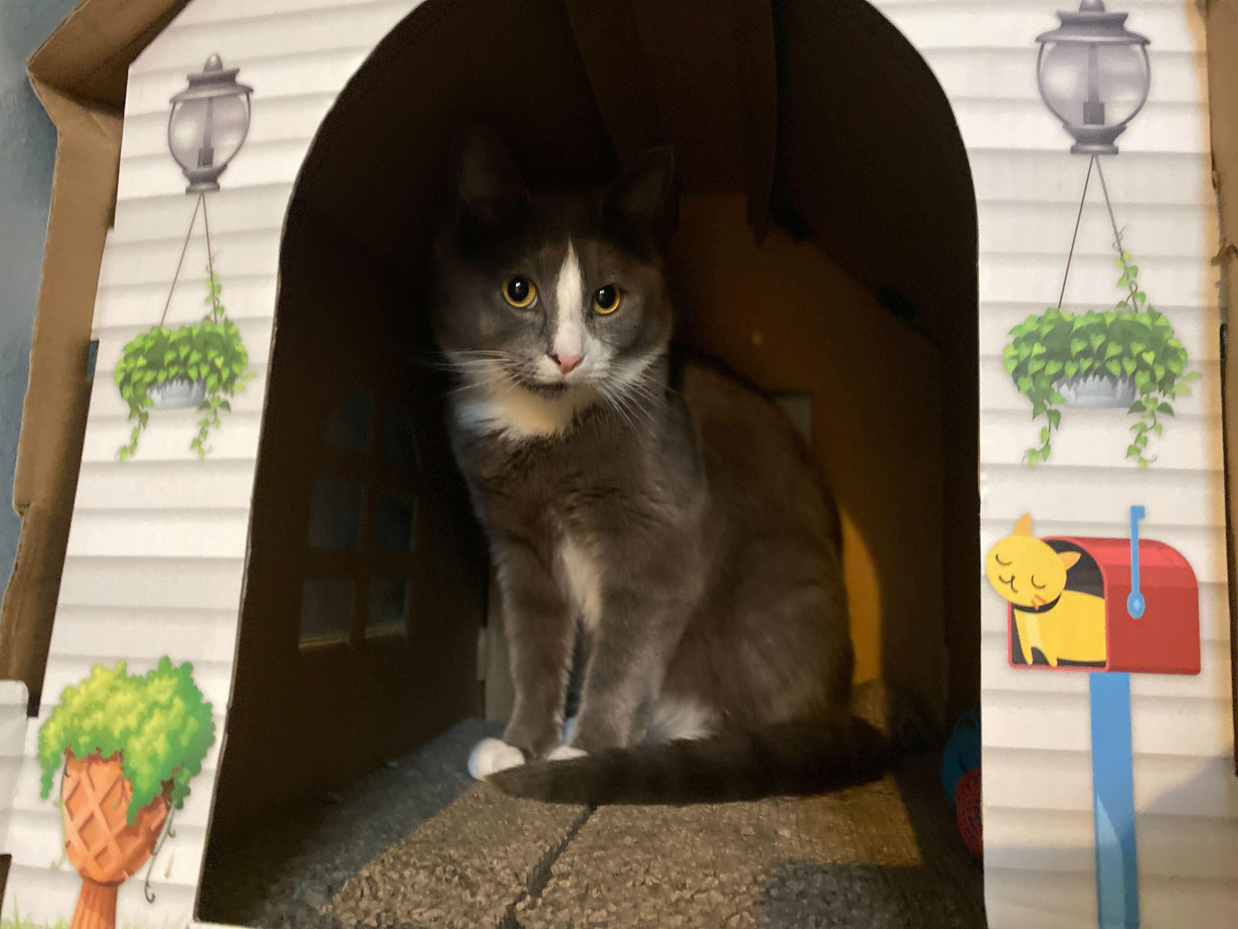 Bundle, an adoptable Domestic Short Hair in Salisbury, MA, 01952 | Photo Image 4