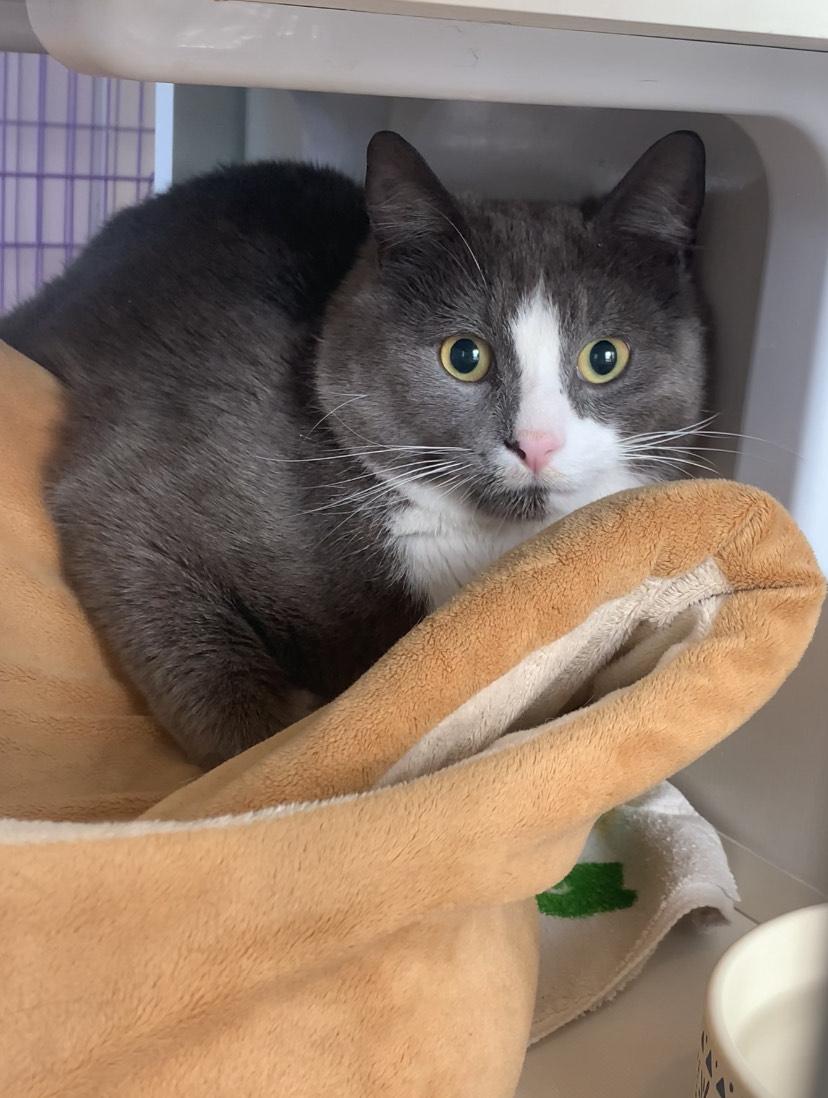 Bundle, an adoptable Domestic Short Hair in Salisbury, MA, 01952 | Photo Image 5